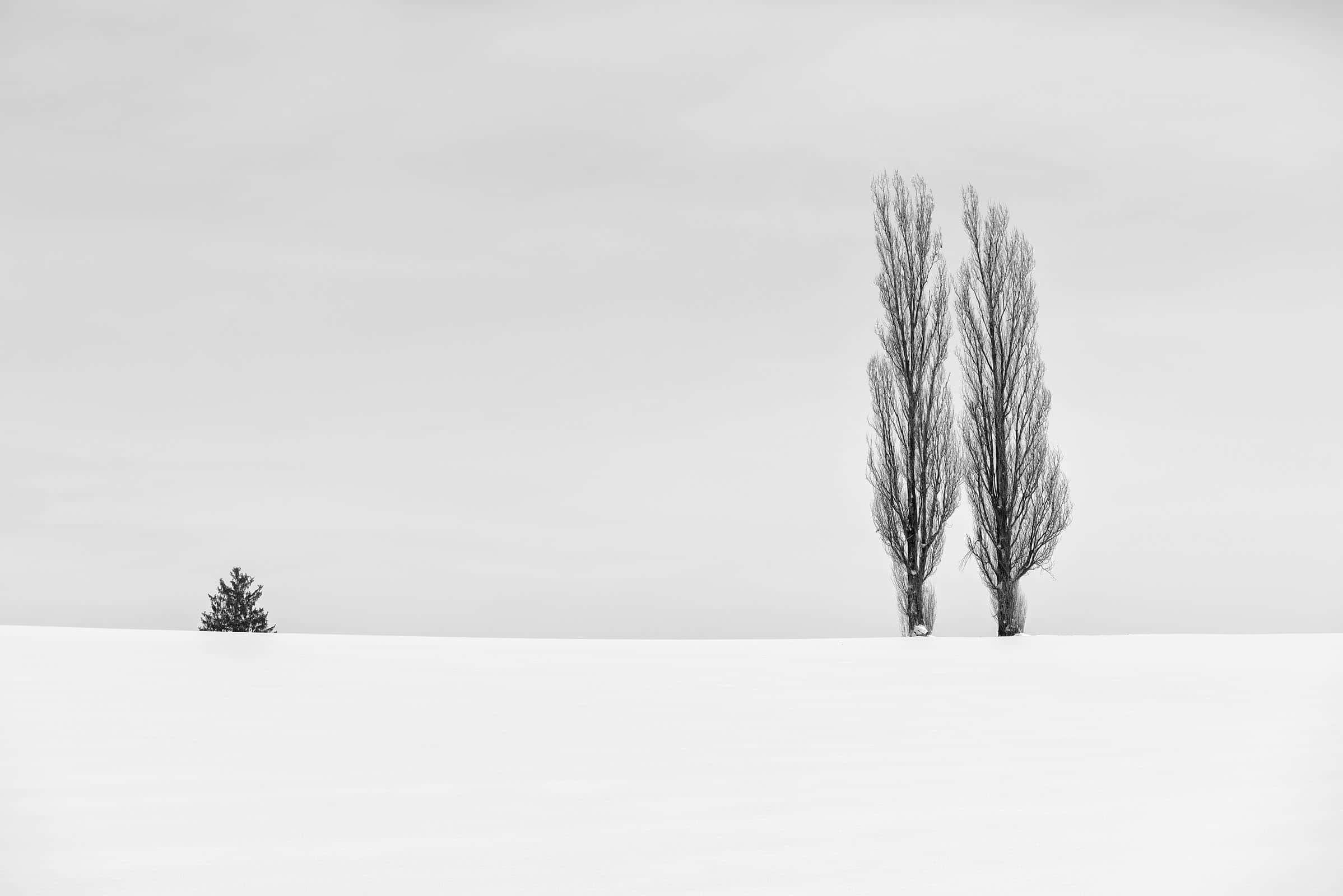 Biei Tree