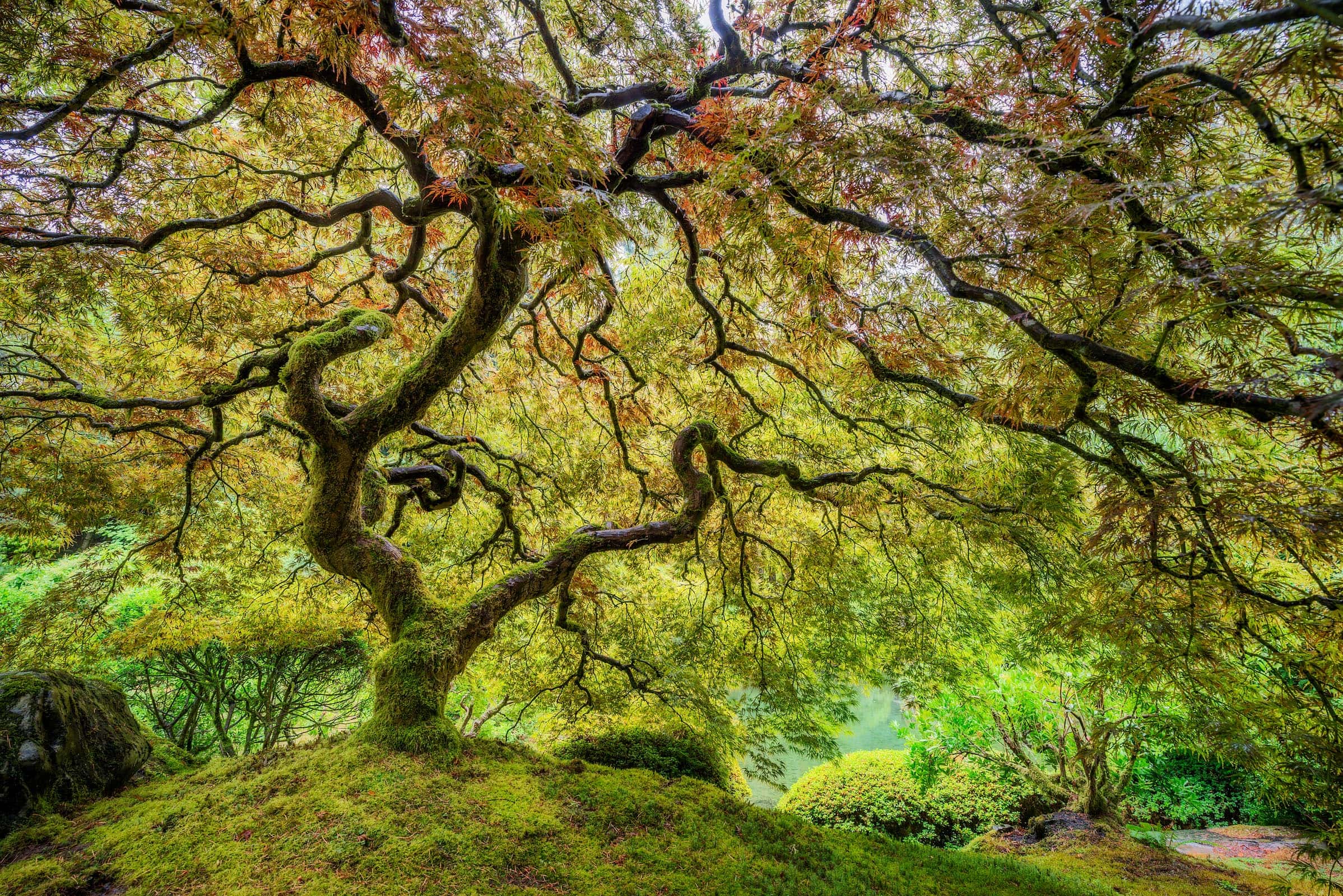 Photograph of Trees in Biei, Japan by Brent Goldman Photography