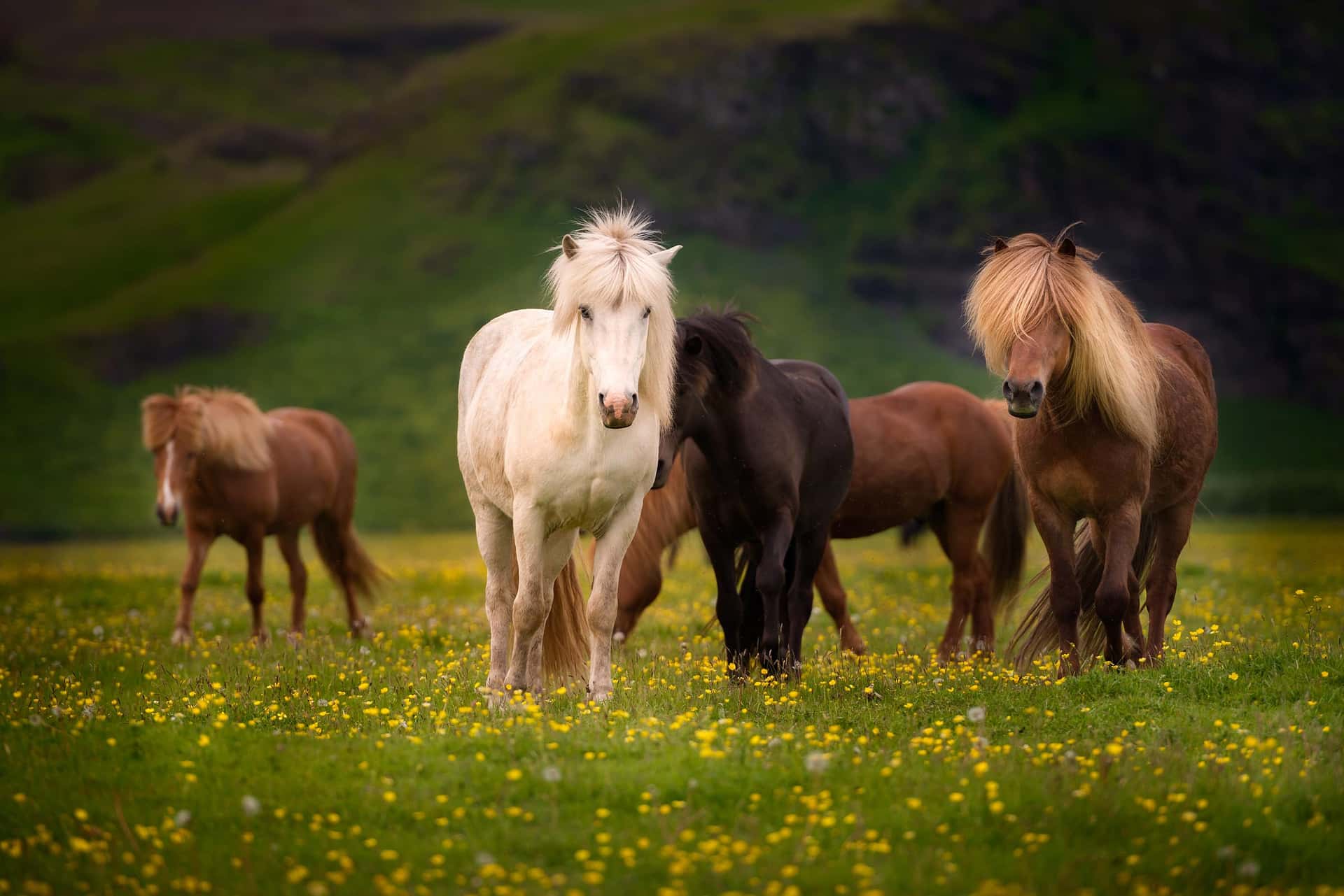 Photograph of Horses in Ring Road, Iceland by Brent Goldman Photography