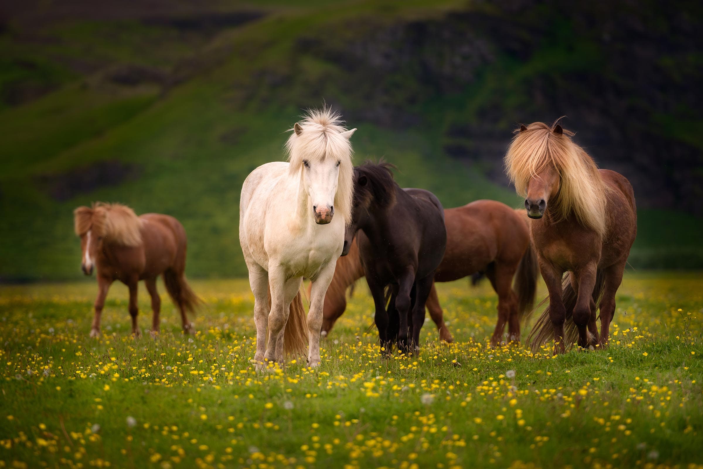 Wildlife