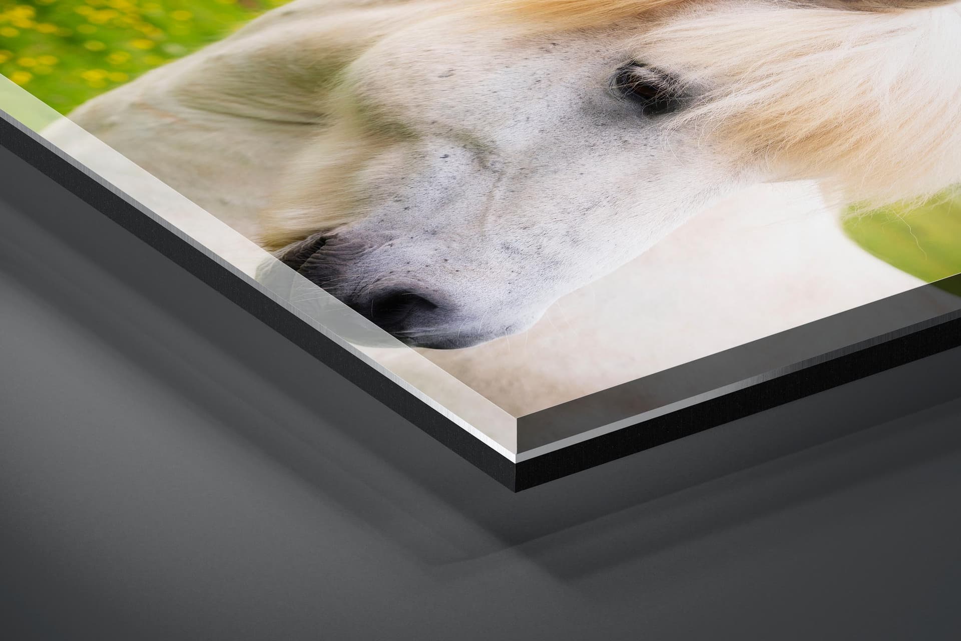 Fine art limited edition acrylic print of Horse in Ring Road, Iceland by Brent Goldman Photography