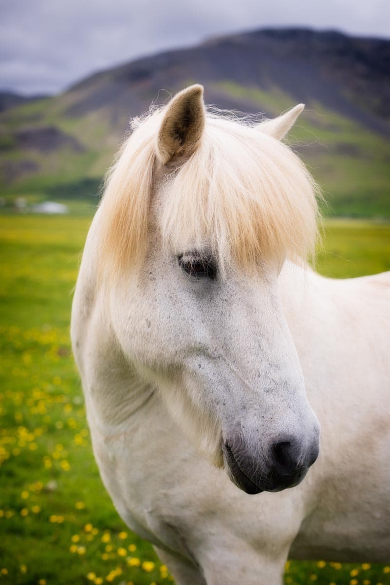 Photograph of Horse in Ring Road, Iceland by Brent Goldman Photography