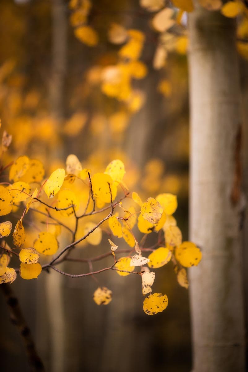 Photograph of Aspen Leaves in Aspen, Colorado by Brent Goldman Photography