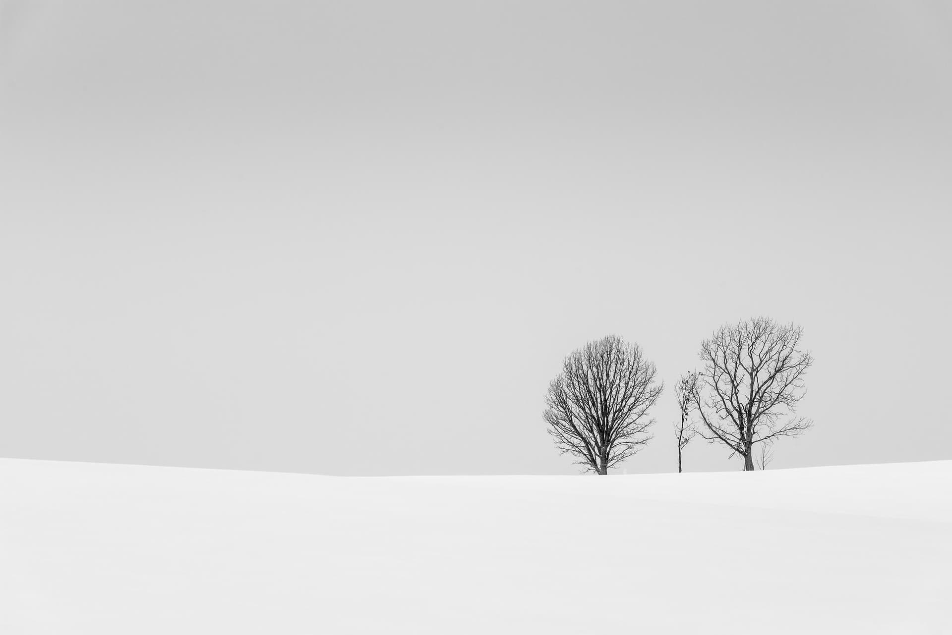 Photograph of Parent-Child-Trees in Biei , Japan by Brent Goldman Photography