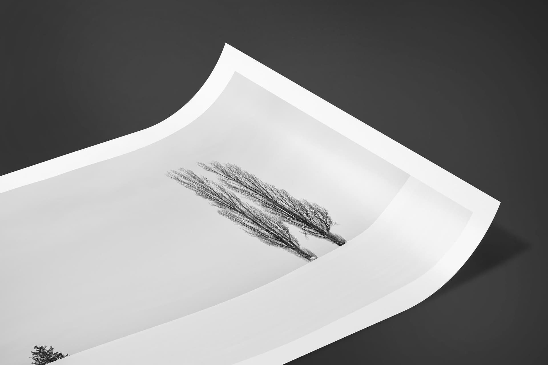 Fine art limited edition print of Trees in Biei, Japan by Brent Goldman Photography