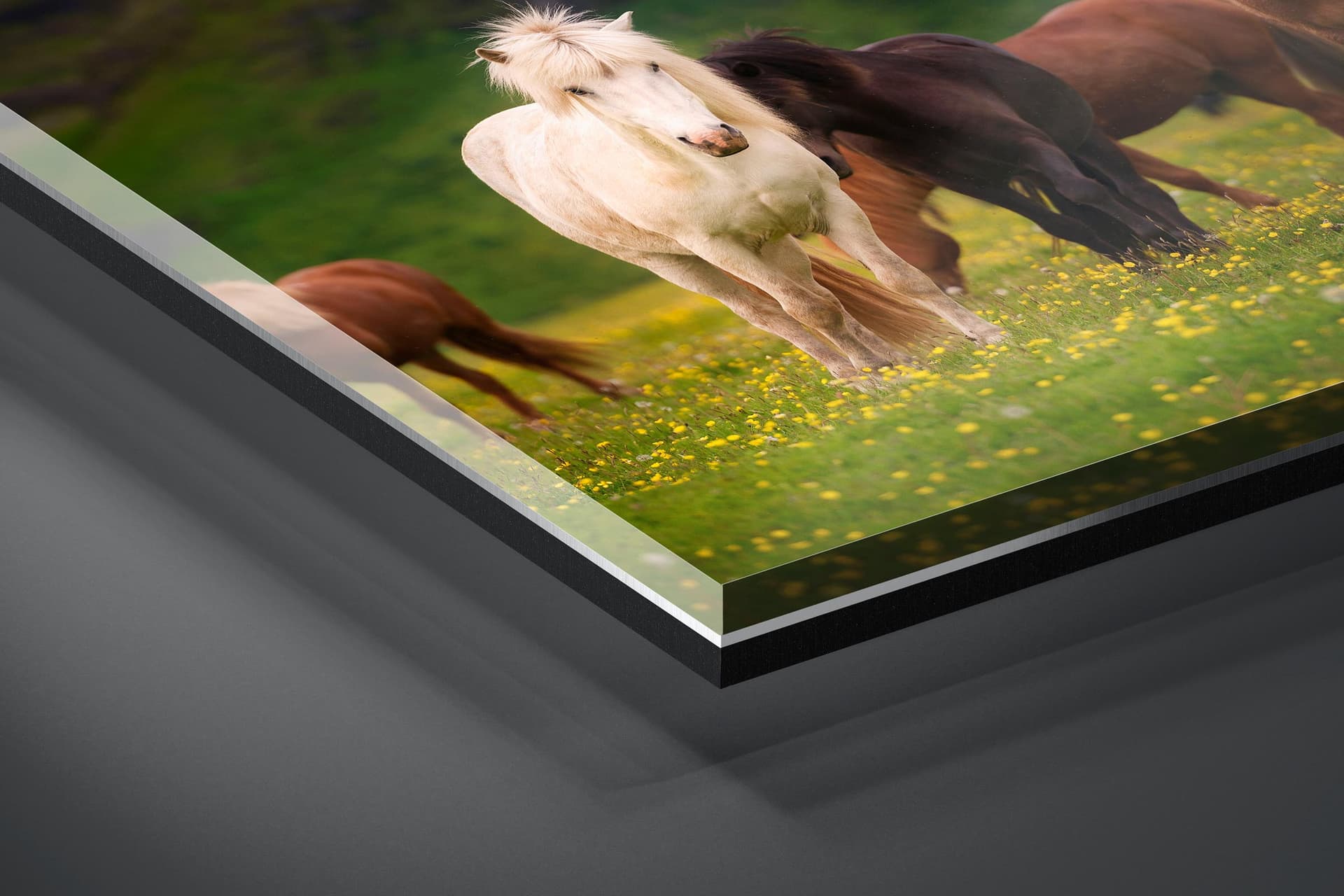 Fine art limited edition acrylic print of Horses in Ring Road, Iceland by Brent Goldman Photography