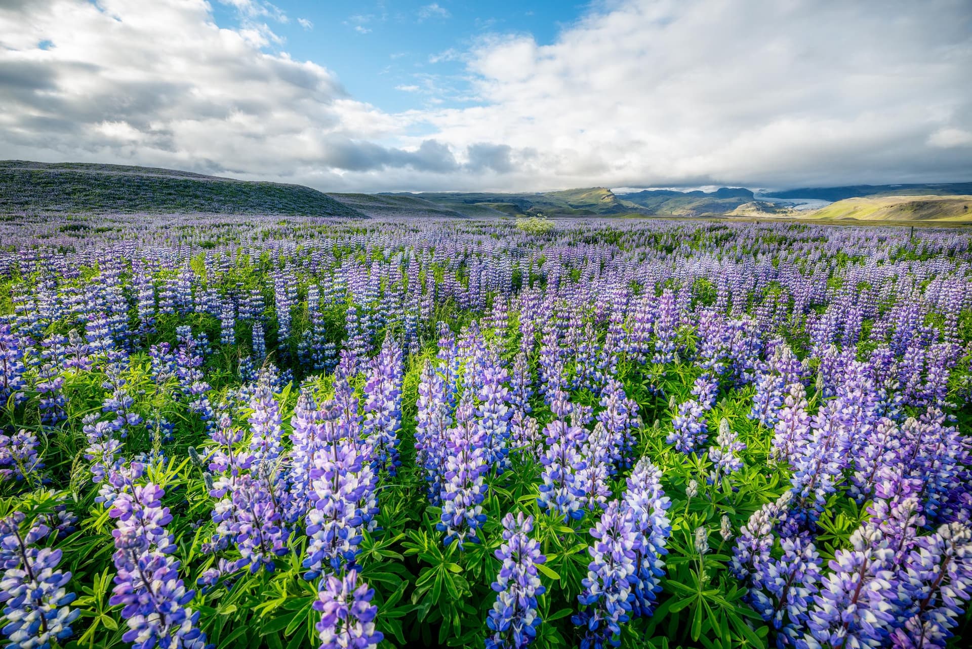 Photograph of Lupine Field in Ring Road, Iceland by Brent Goldman Photography