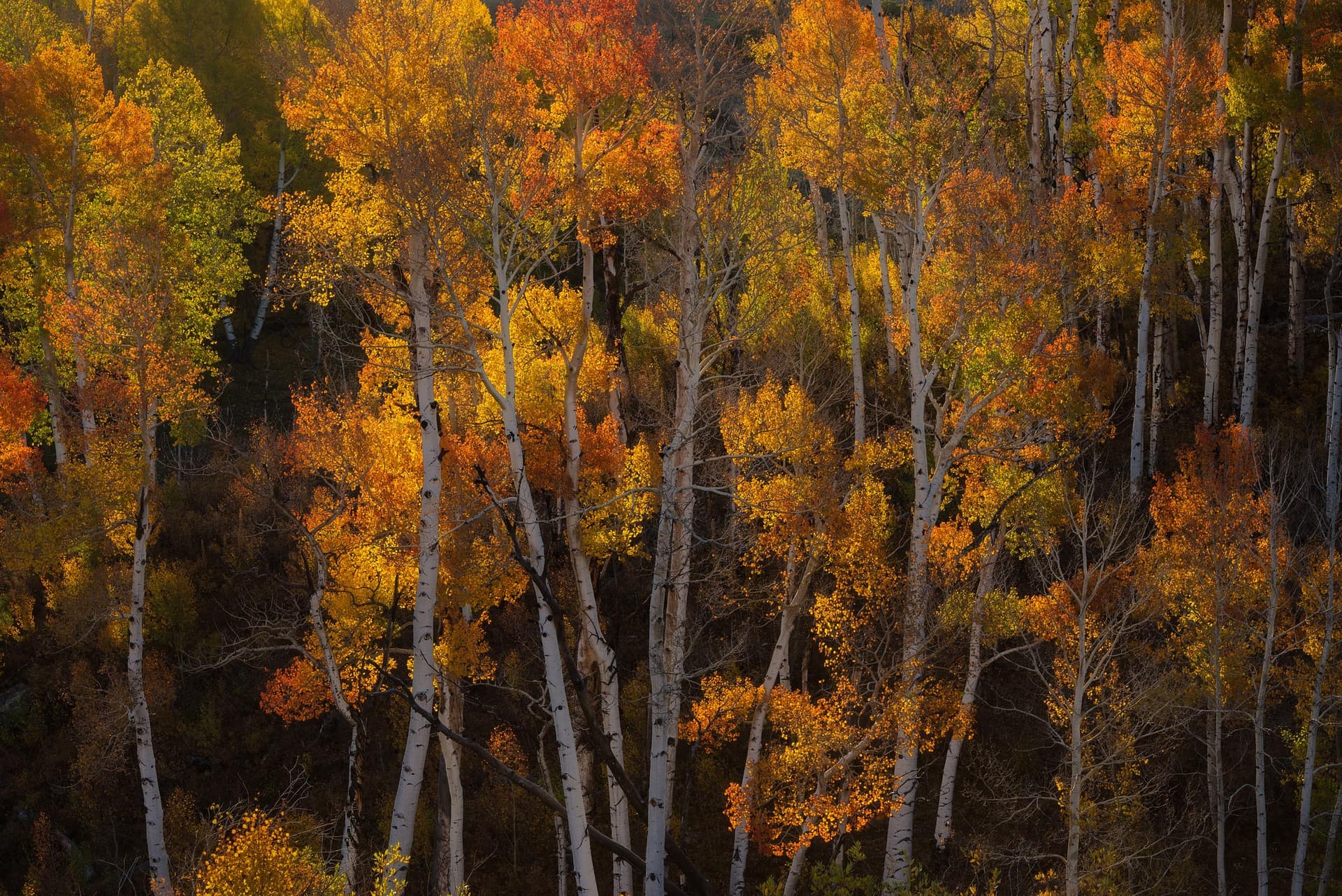 Photograph of Aspen Forest in San Juan Mountains, Colorado by Brent Goldman Photography