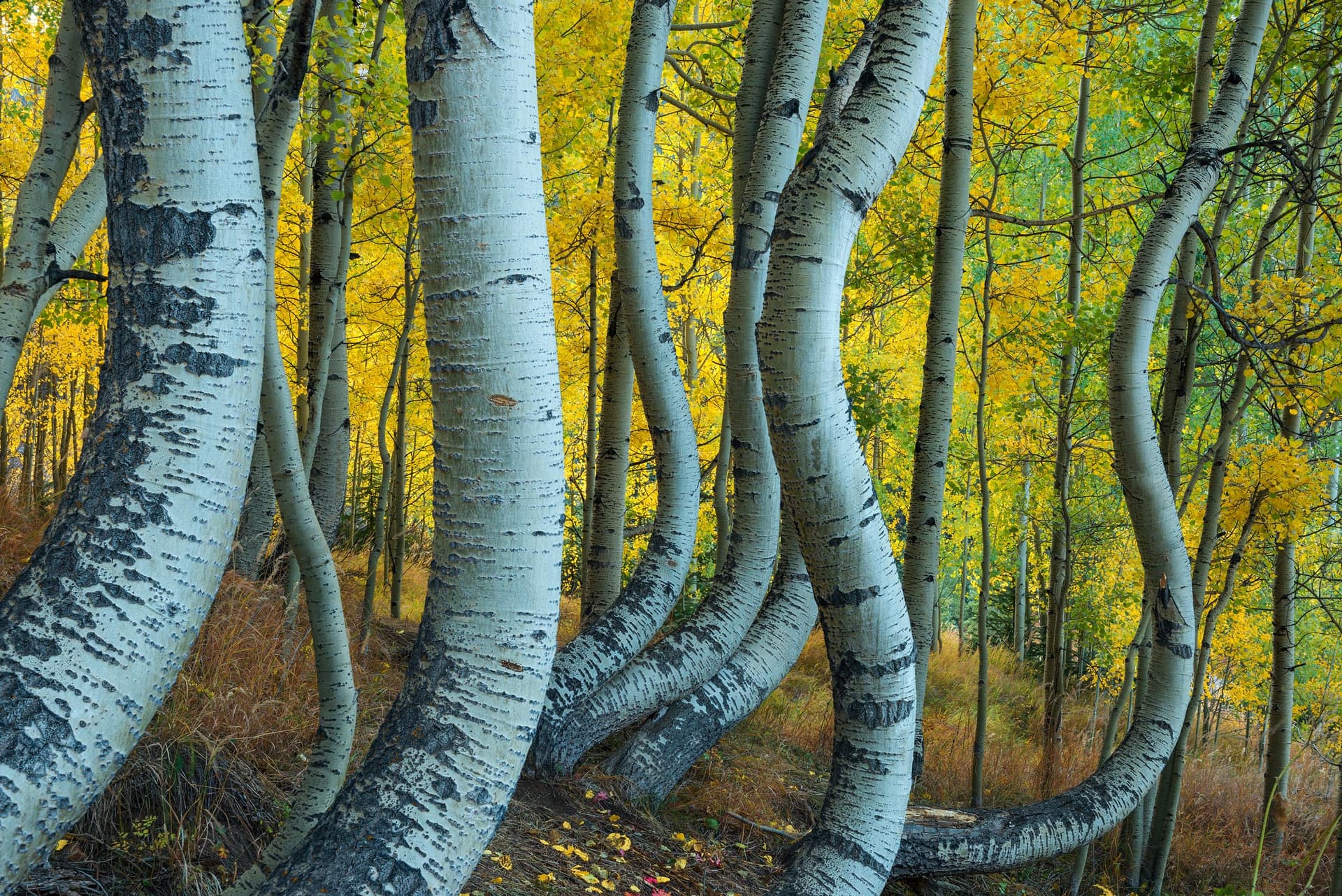 Photograph of Bent Aspens in San Juan Mountains, Colorado by Brent Goldman Photography