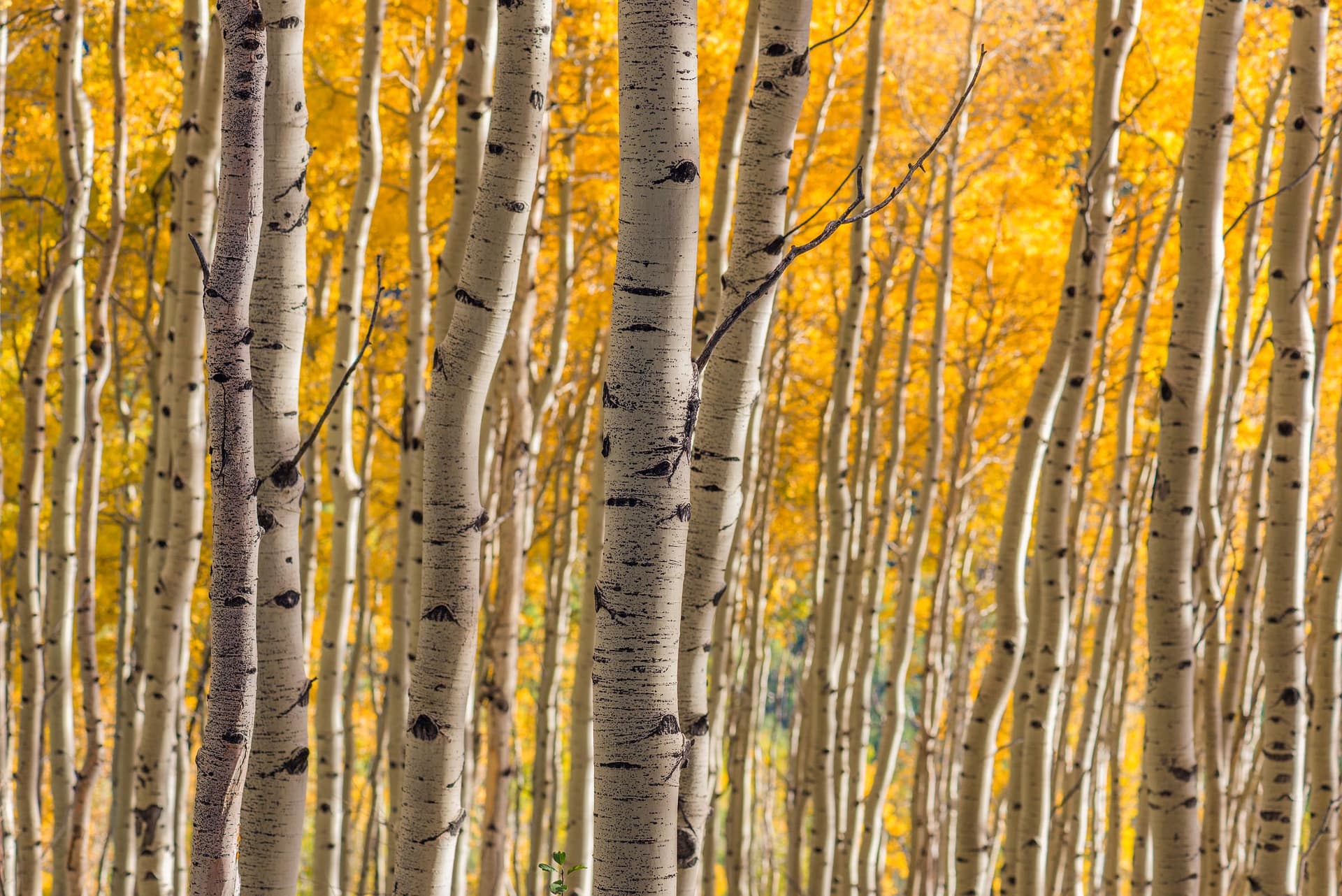 Photograph of Aspen Grove in San Juan Mountains, Colorado by Brent Goldman Photography
