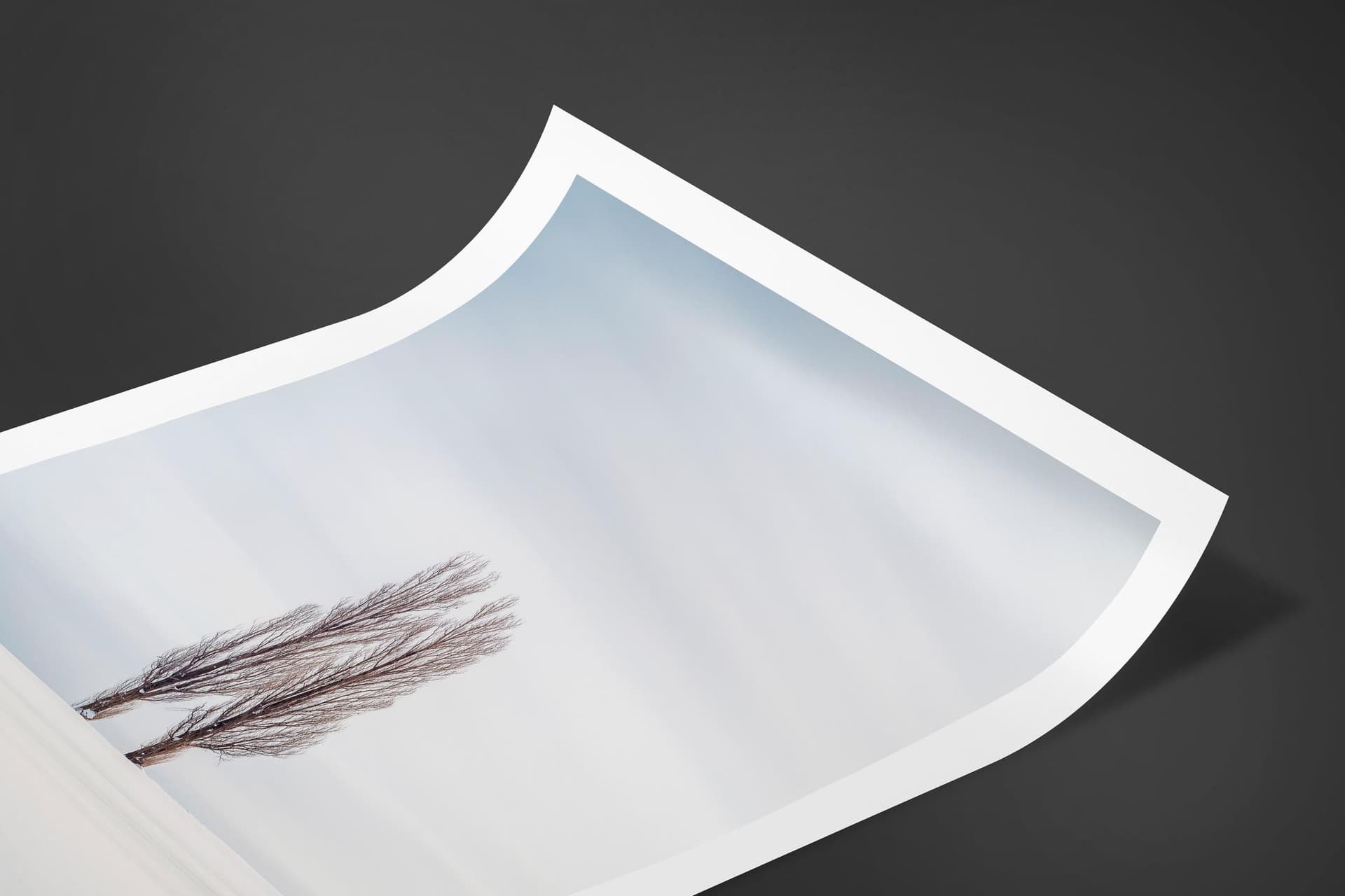 Fine art limited edition print of Trees in Biei, Japan by Brent Goldman Photography