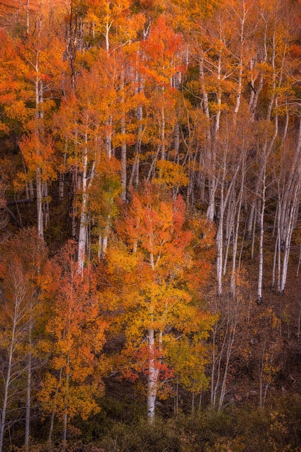 Photograph of Aspens in San Juan Mountains, Colorado by Brent Goldman Photography