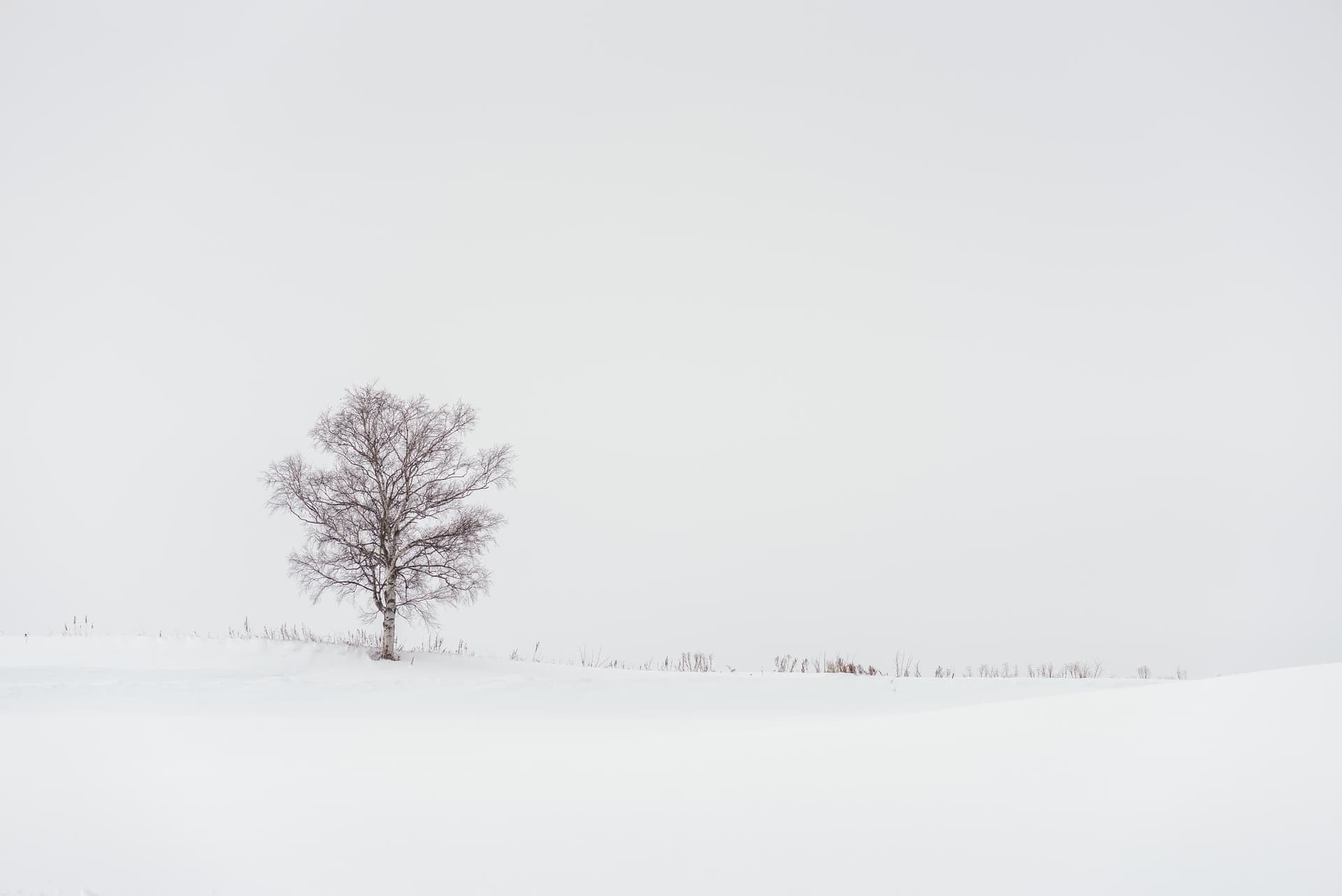 Photograph of Lone Tree in Hokkaido, Japan by Brent Goldman Photography