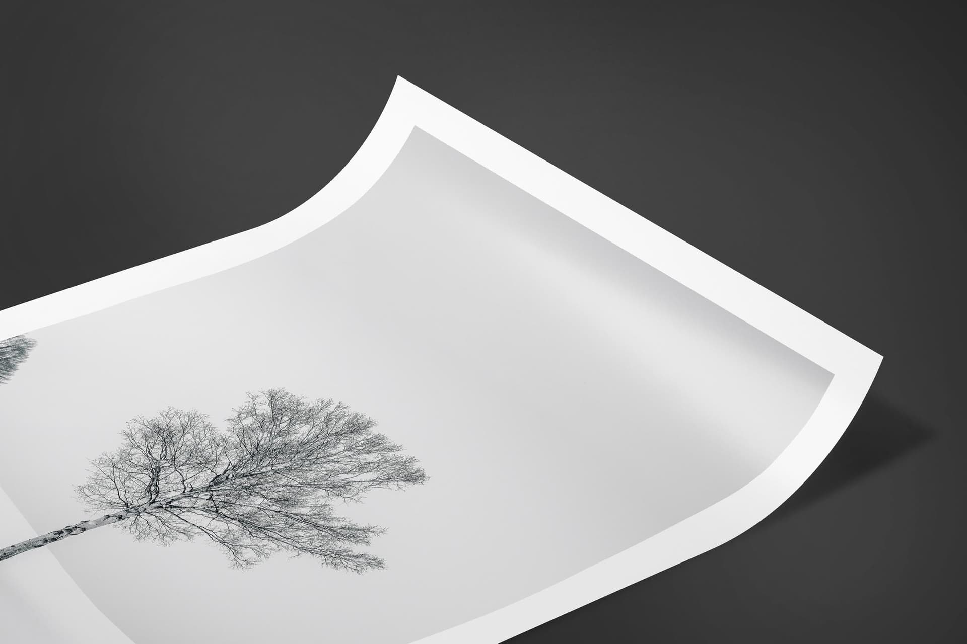 Fine art limited edition print of Tree in Biei, Japan by Brent Goldman Photography