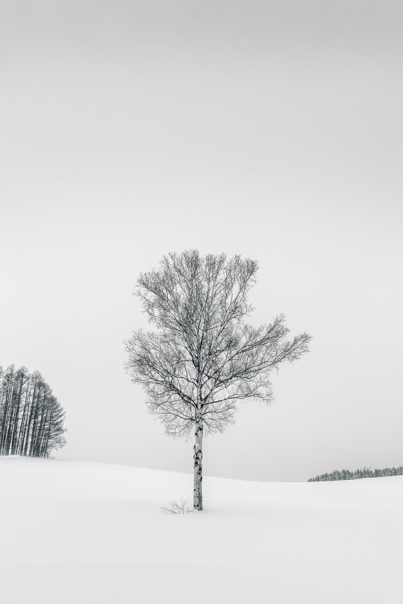 Photograph of Tree in Biei, Japan by Brent Goldman Photography