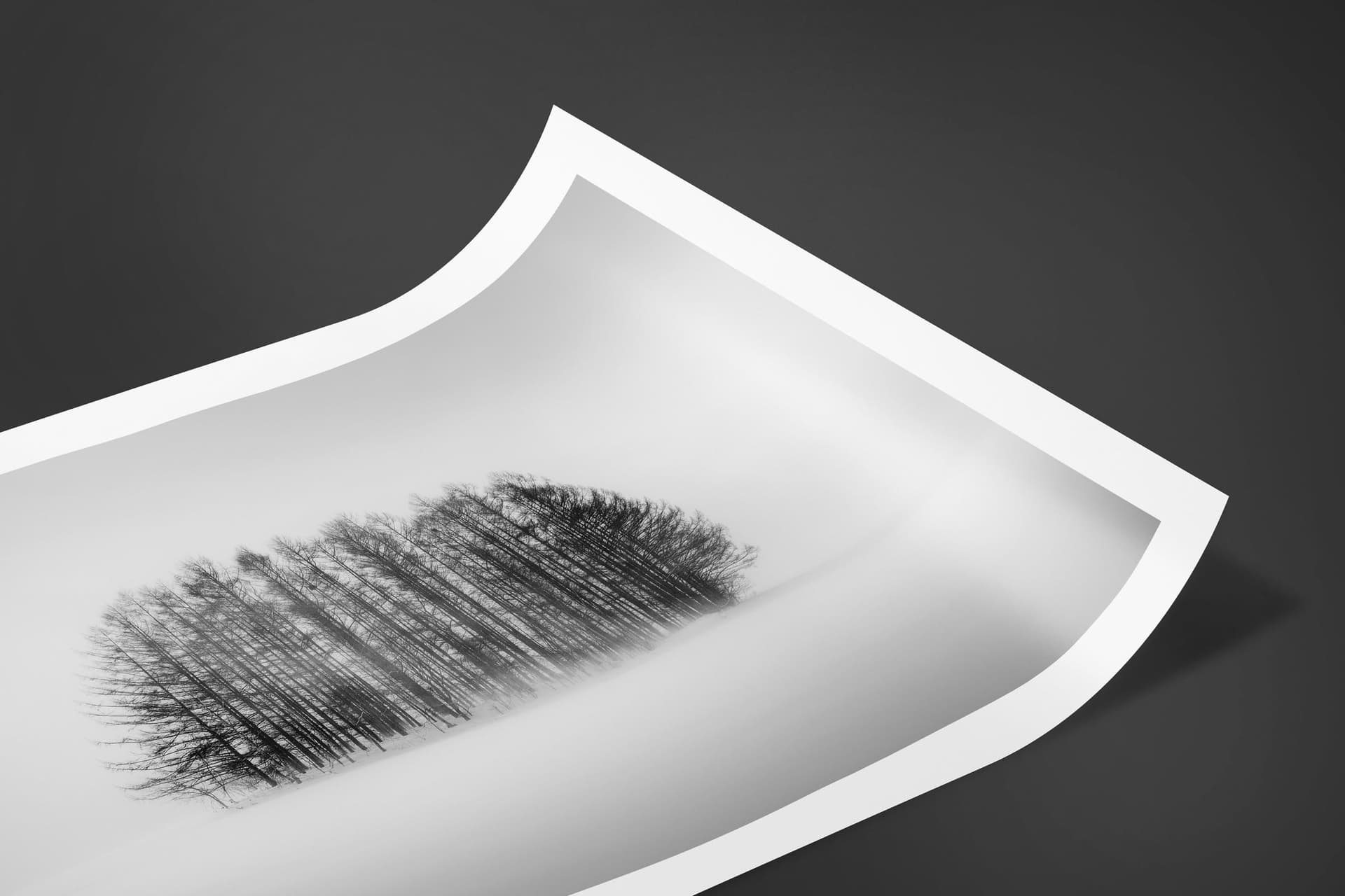 Fine art limited edition print of Trees in Biei, Japan by Brent Goldman Photography