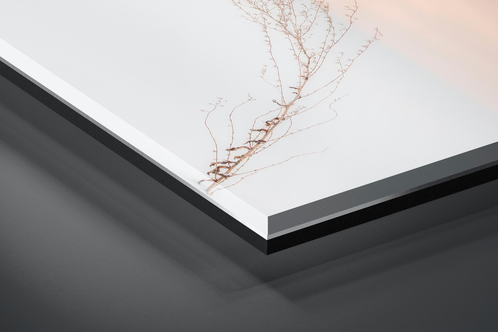 Fine art limited edition acrylic print of Plant in Biei, Japan by Brent Goldman Photography