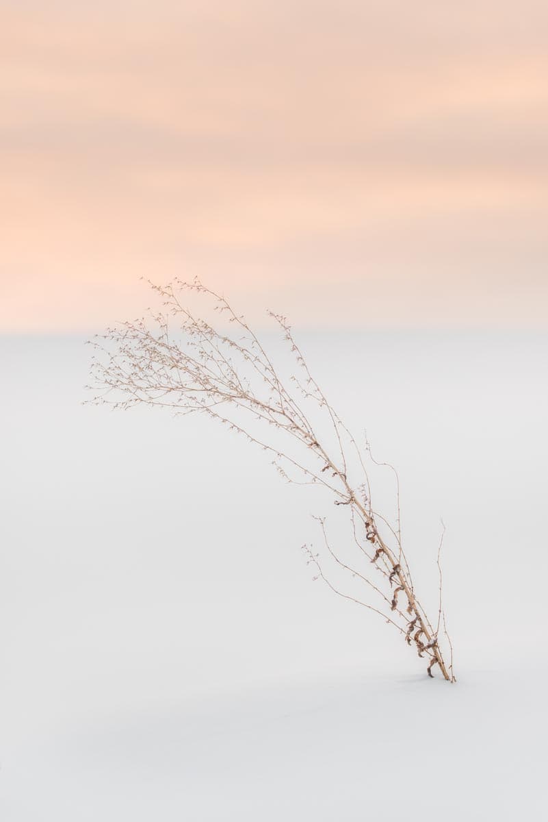 Windblown