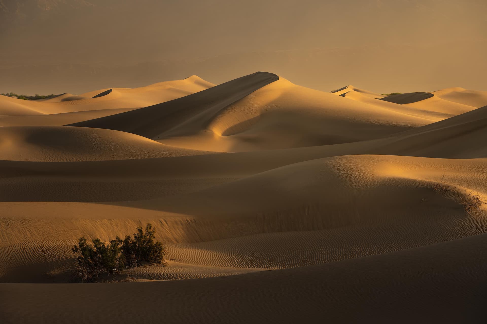 Undulate | Mesquite Flat Sand Dunes, Death Valley, California