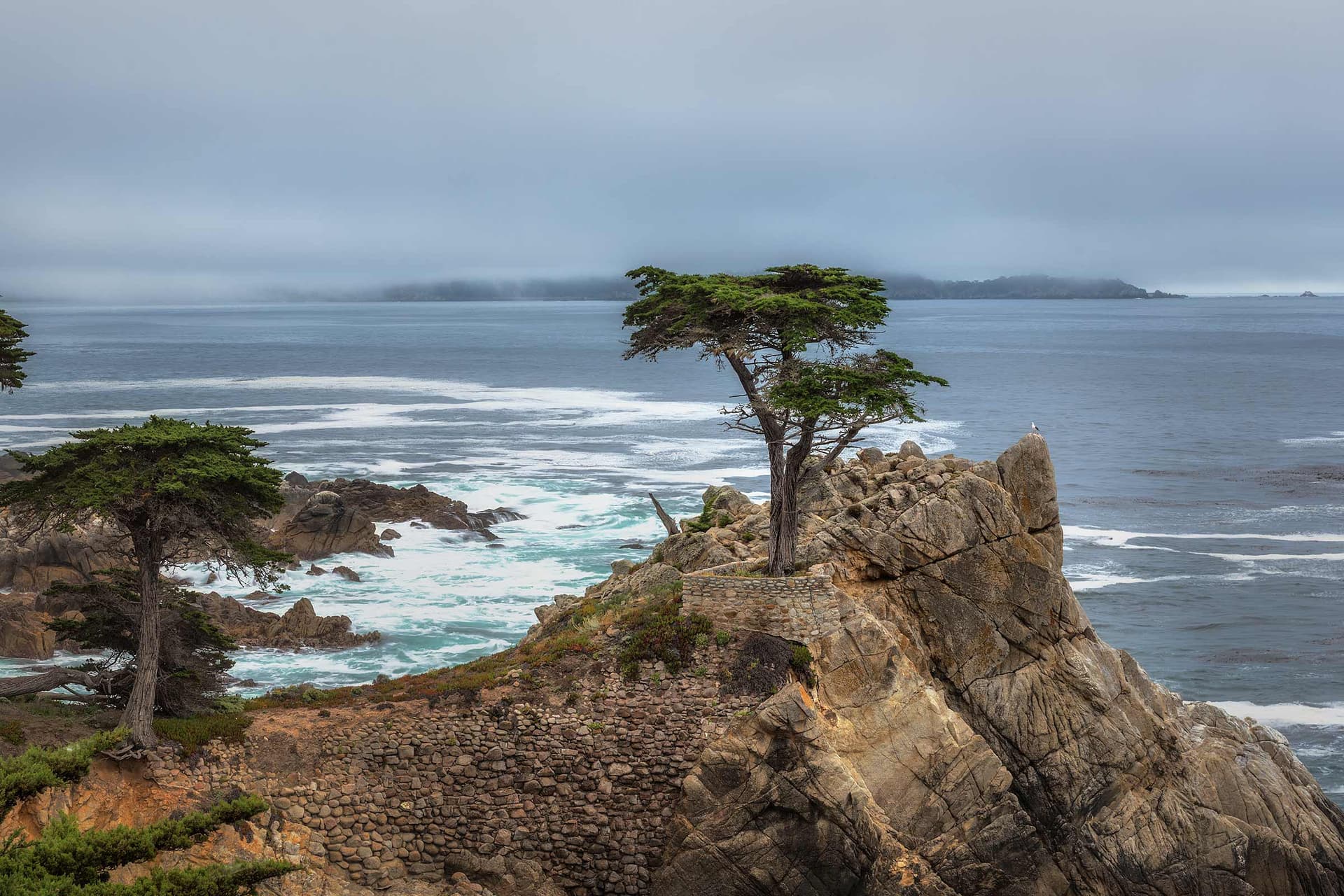The Lone Cypress tree at Pebble Beach in Monterey California