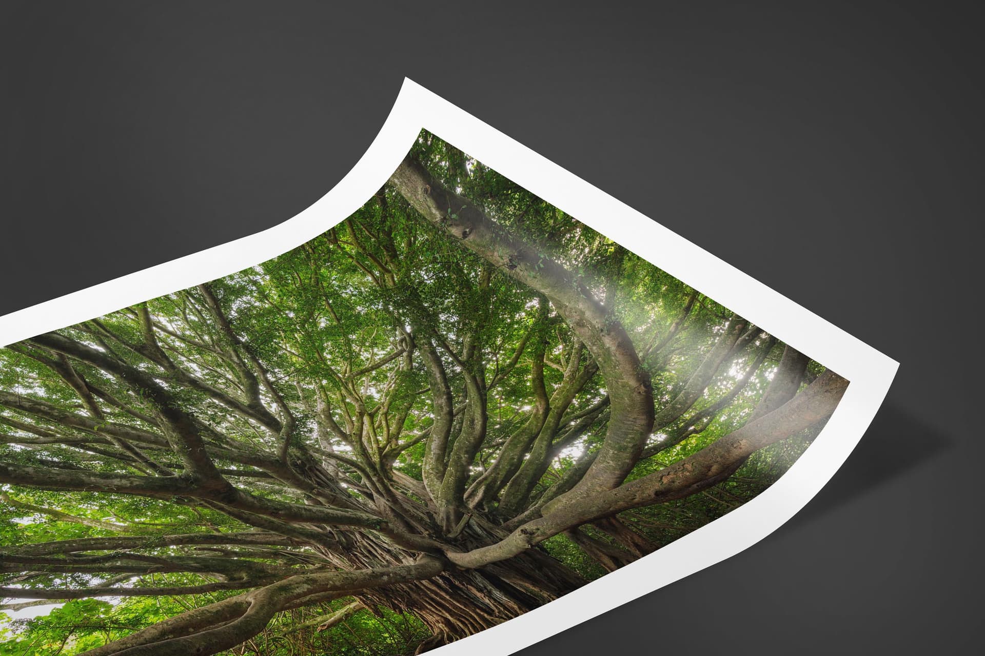 Fine art limited edition print of Giant Banyan Tree in Haleakalā National Park, Hawaii by Brent Goldman Photography