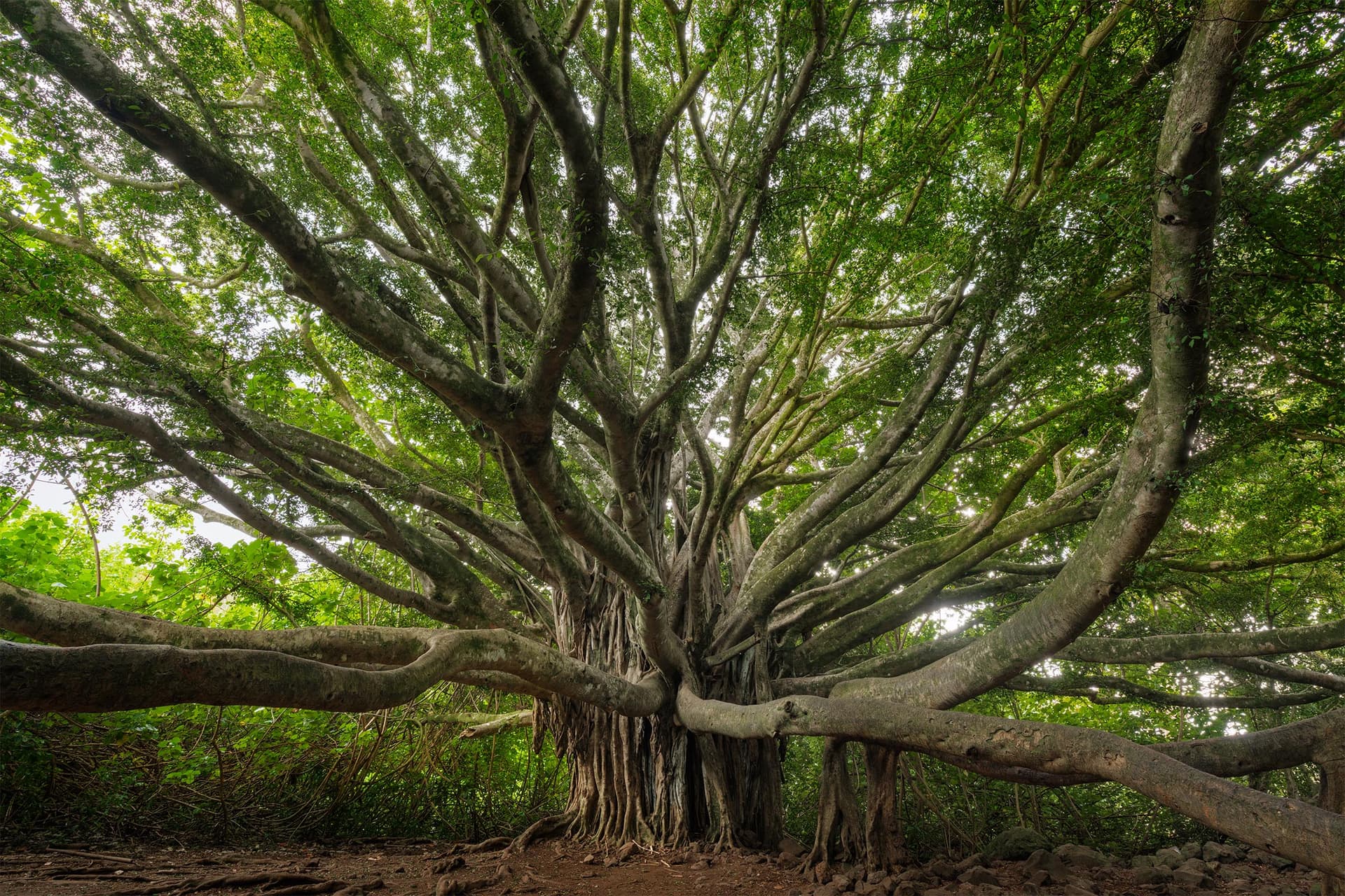 Photograph of Giant Banyan Tree in Haleakalā National Park, Hawaii by Brent Goldman Photography