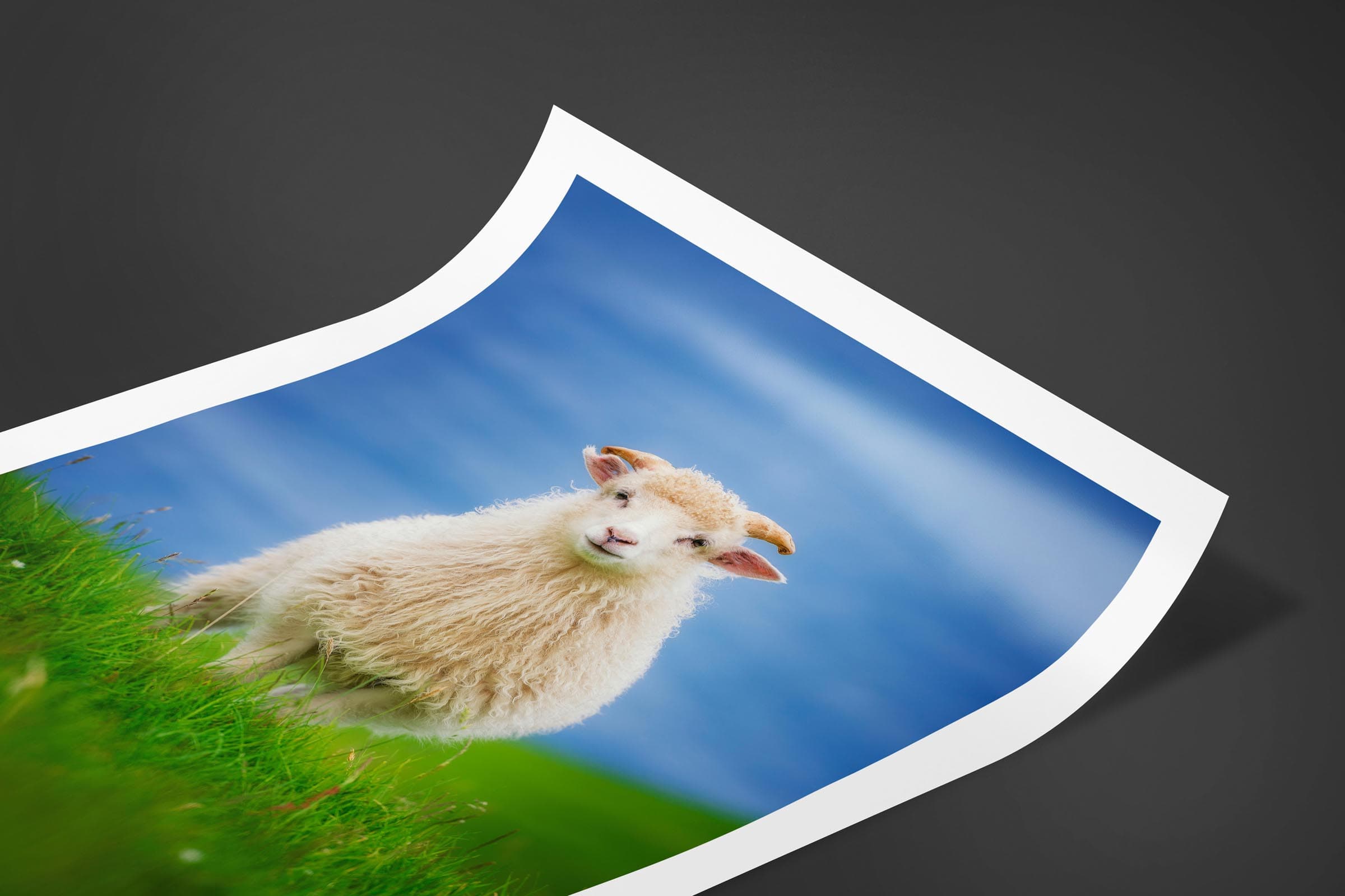 Fine art limited edition print of Sheep in Kalsoy, Faroe Islands by Brent Goldman Photography