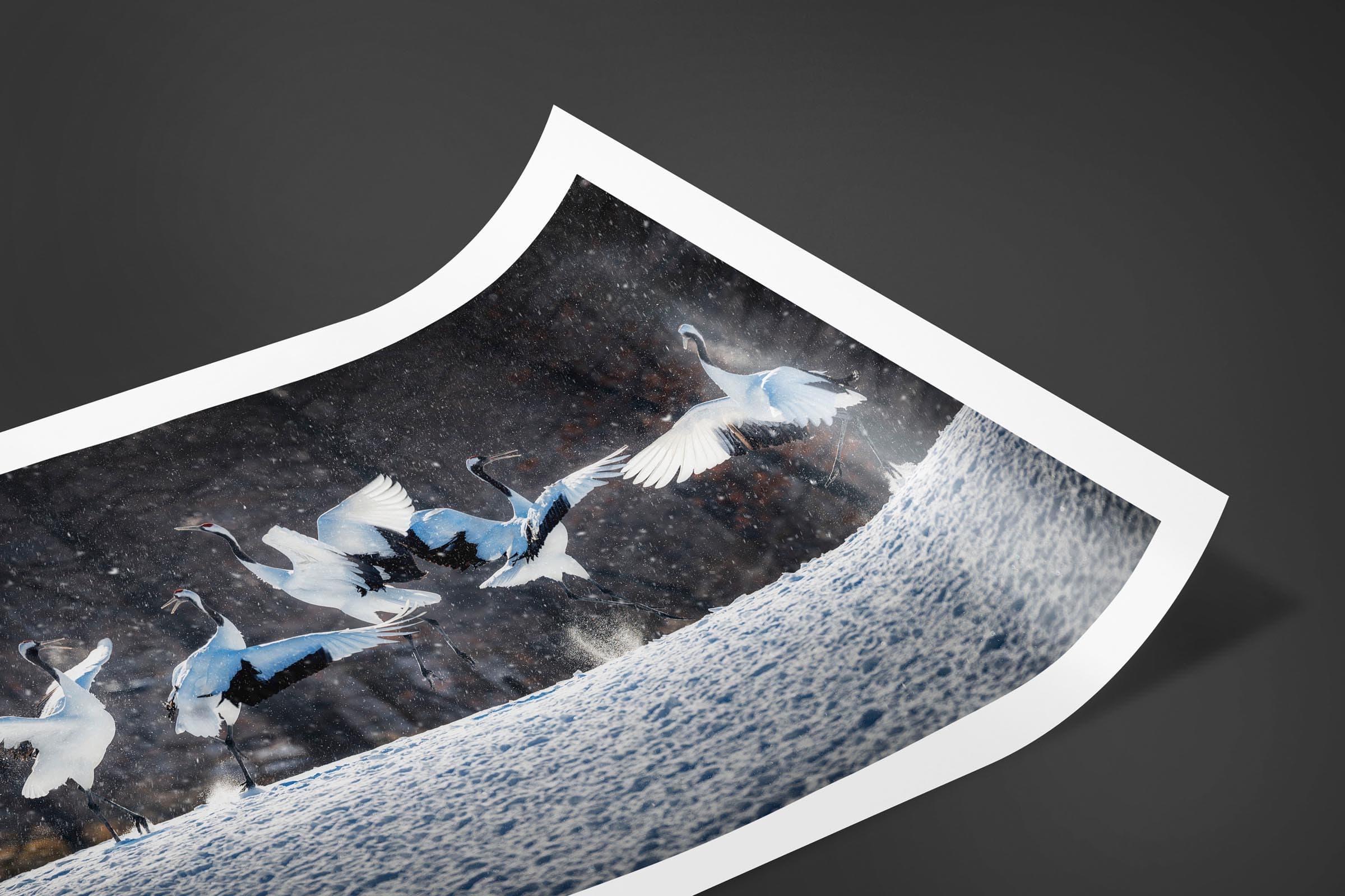 Fine art limited edition print of Red Crowned Crane in Hokkaido, Japan by Brent Goldman Photography