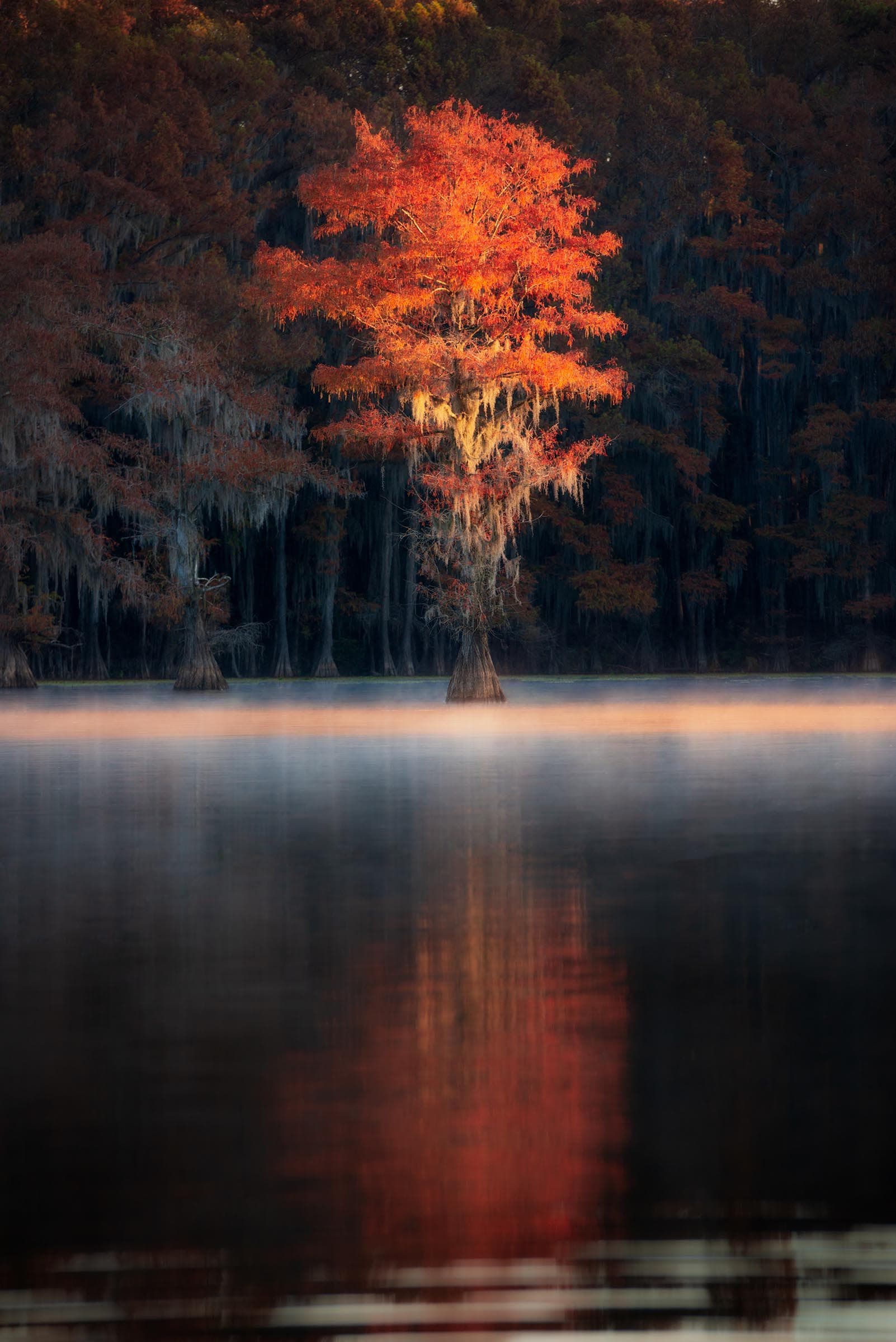 Photograph of Bald Cypress Tree in Karnack, Texas by Brent Goldman Photography