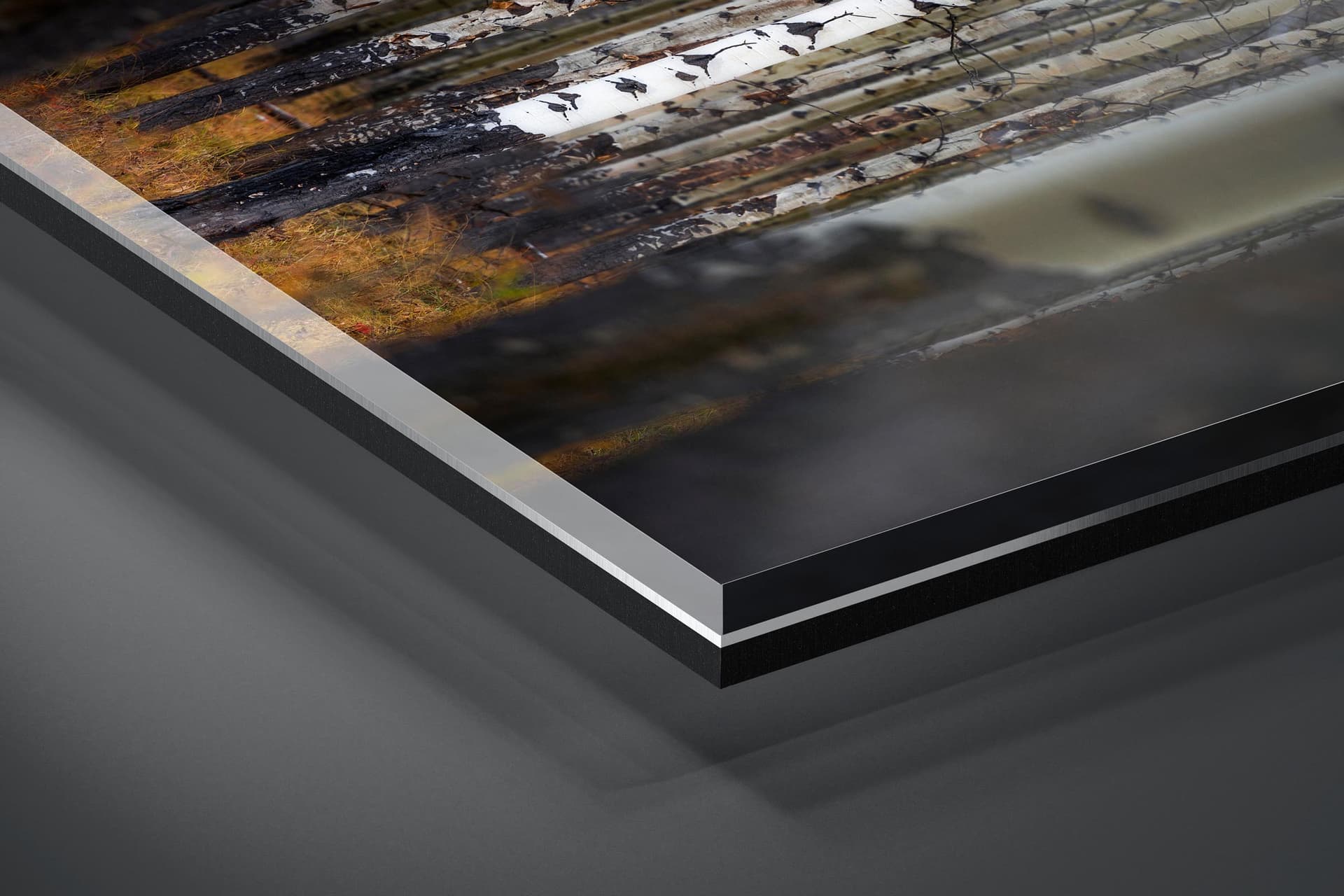 Fine art limited edition acrylic print of Aspen Forest in Banff, Canada by Brent Goldman Photography