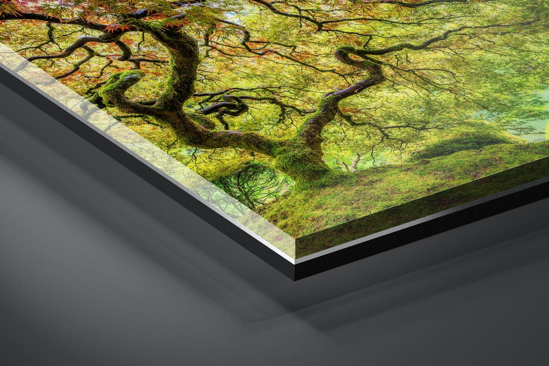 Fine art limited edition acrylic print of Japanese Maple in Portland, Oregon by Brent Goldman Photography