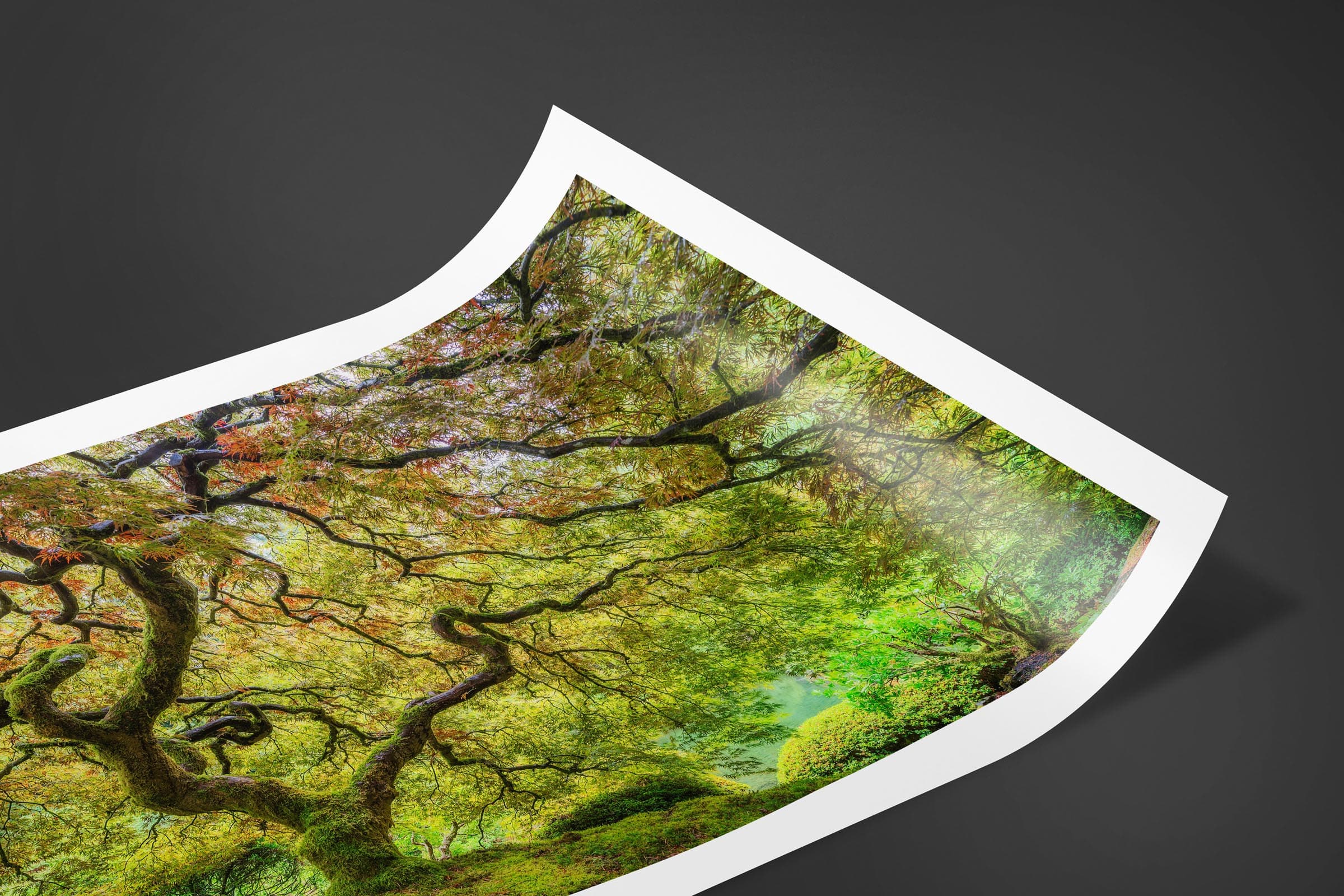 Fine art limited edition print of Japanese Maple in Portland, Oregon by Brent Goldman Photography