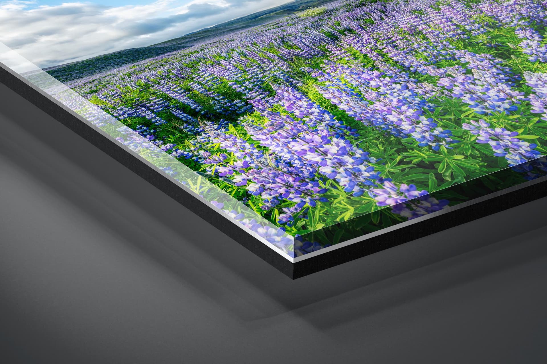 Fine art limited edition acrylic print of Lupine Field in Ring Road, Iceland by Brent Goldman Photography