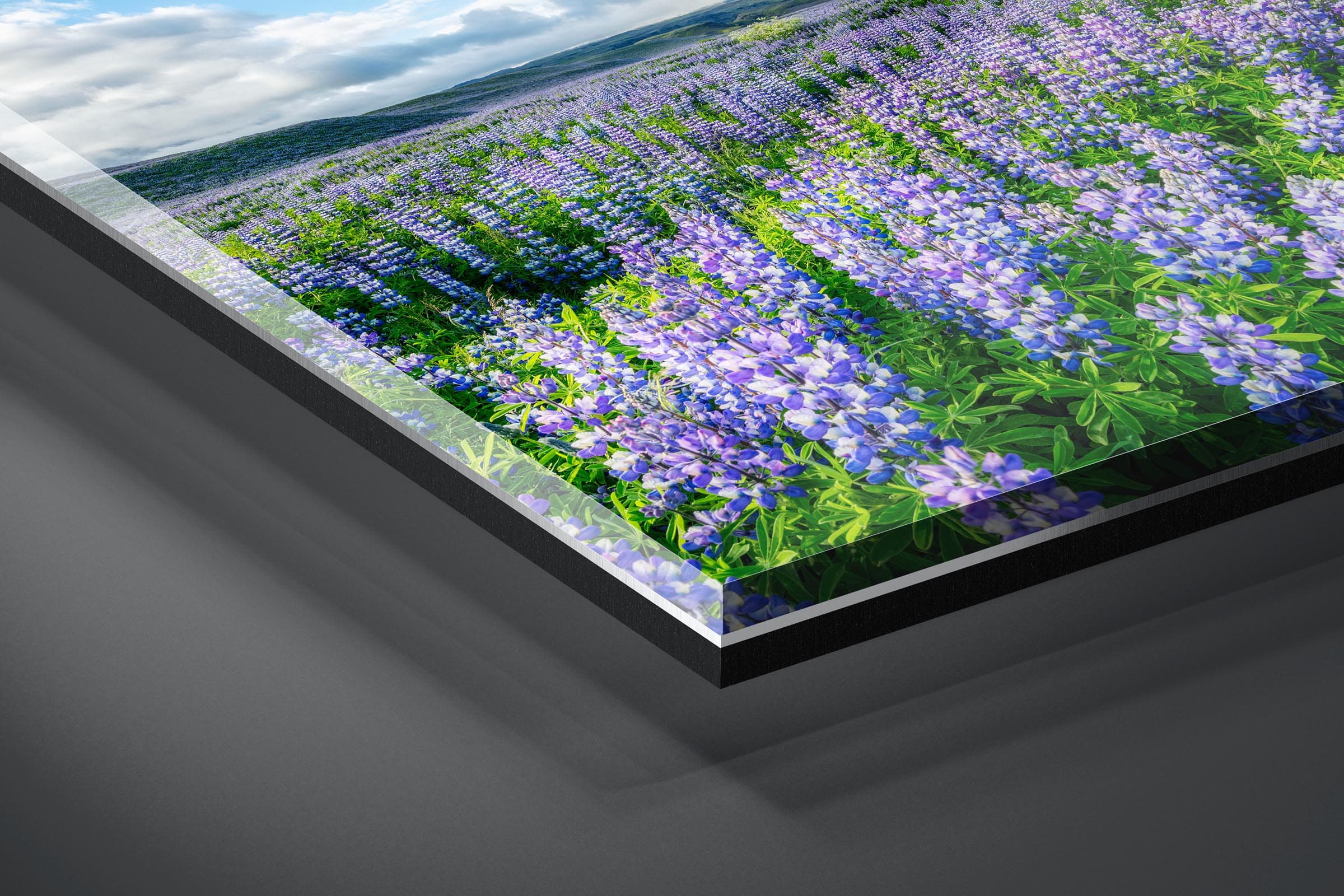 Fine art limited edition acrylic print of Lupine Field in Ring Road, Iceland by Brent Goldman Photography