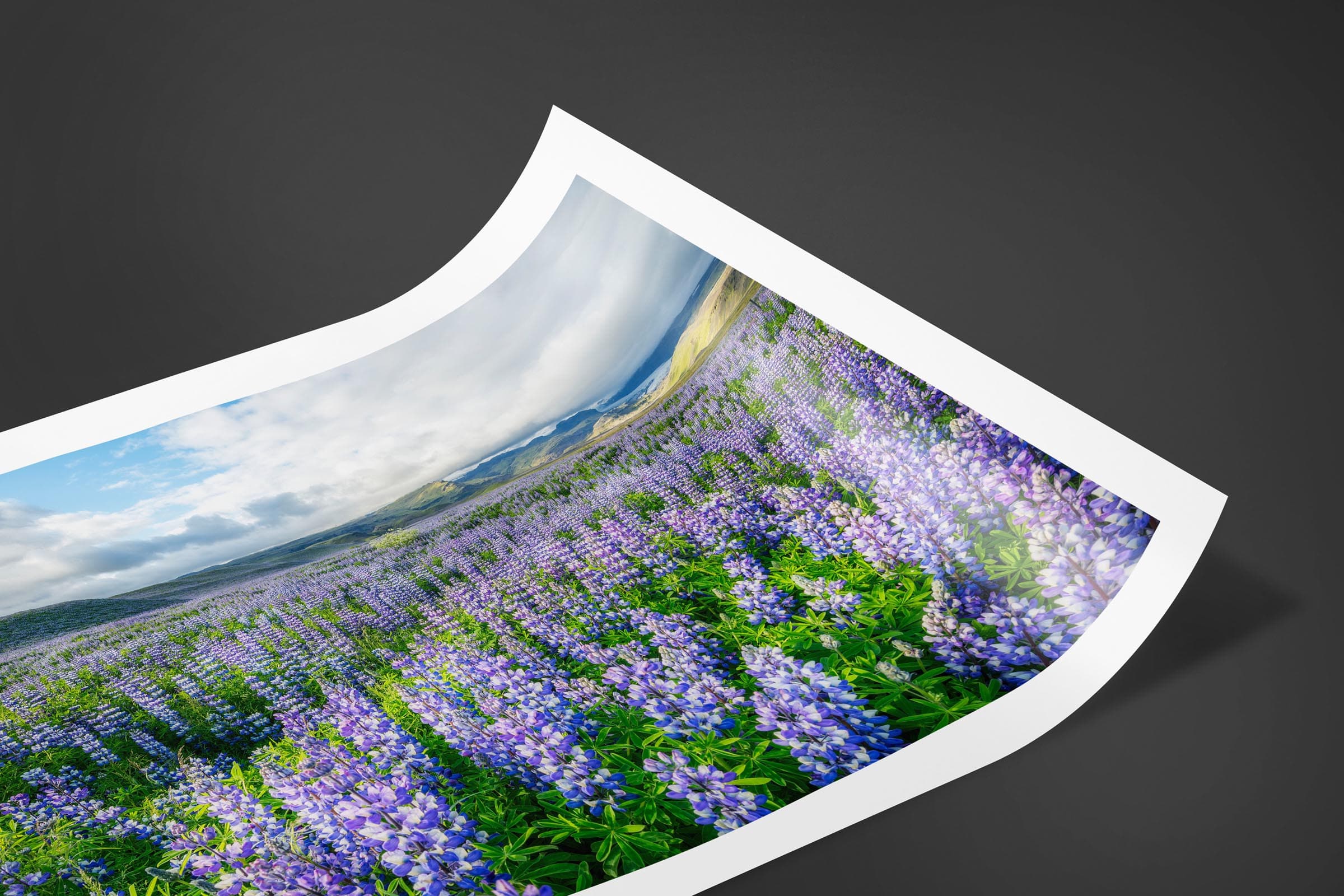 Fine art limited edition print of Lupine Field in Ring Road, Iceland by Brent Goldman Photography