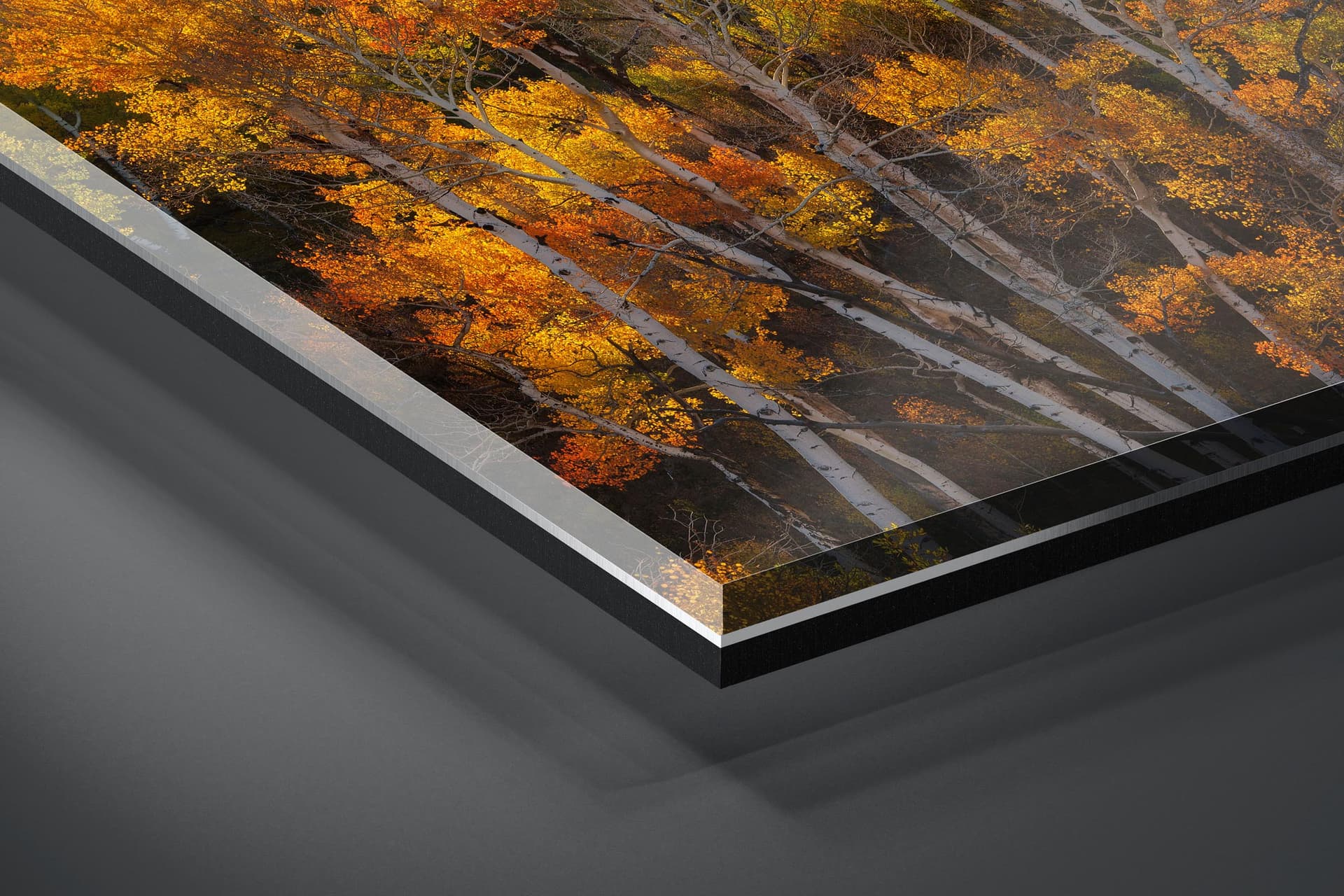 Fine art limited edition acrylic print of Aspen Forest in San Juan Mountains, Colorado by Brent Goldman Photography