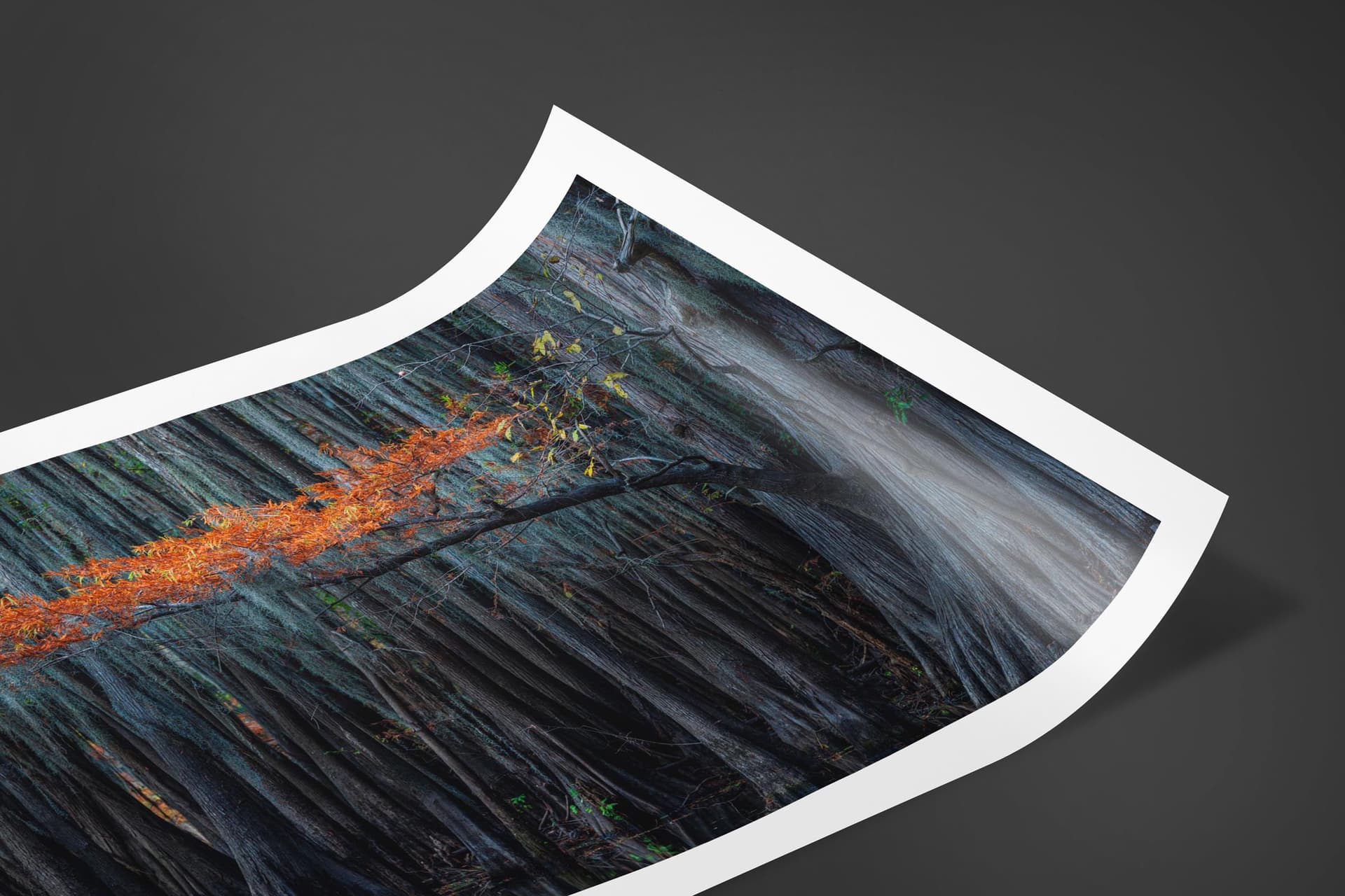 Fine art limited edition print of Bald Cypress Trees in Karnack, Texas by Brent Goldman Photography