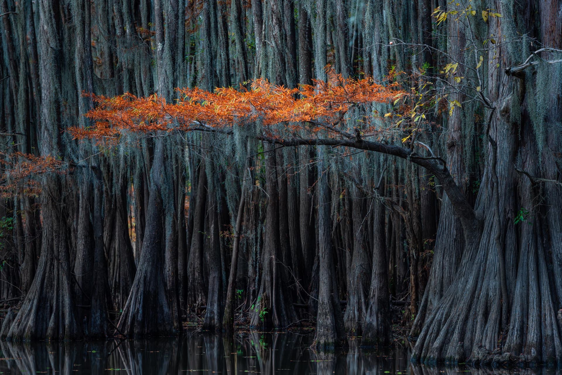 Photograph of Bald Cypress Trees in Karnack, Texas by Brent Goldman Photography