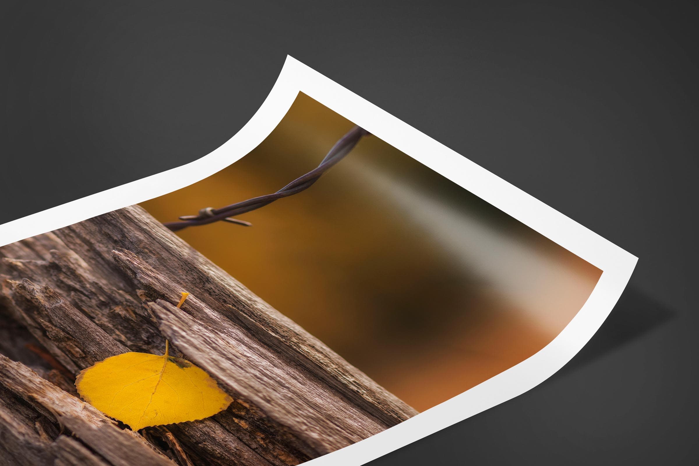 Fine art limited edition print of Resting Leaf in San Juan Mountains, Colorado by Brent Goldman Photography