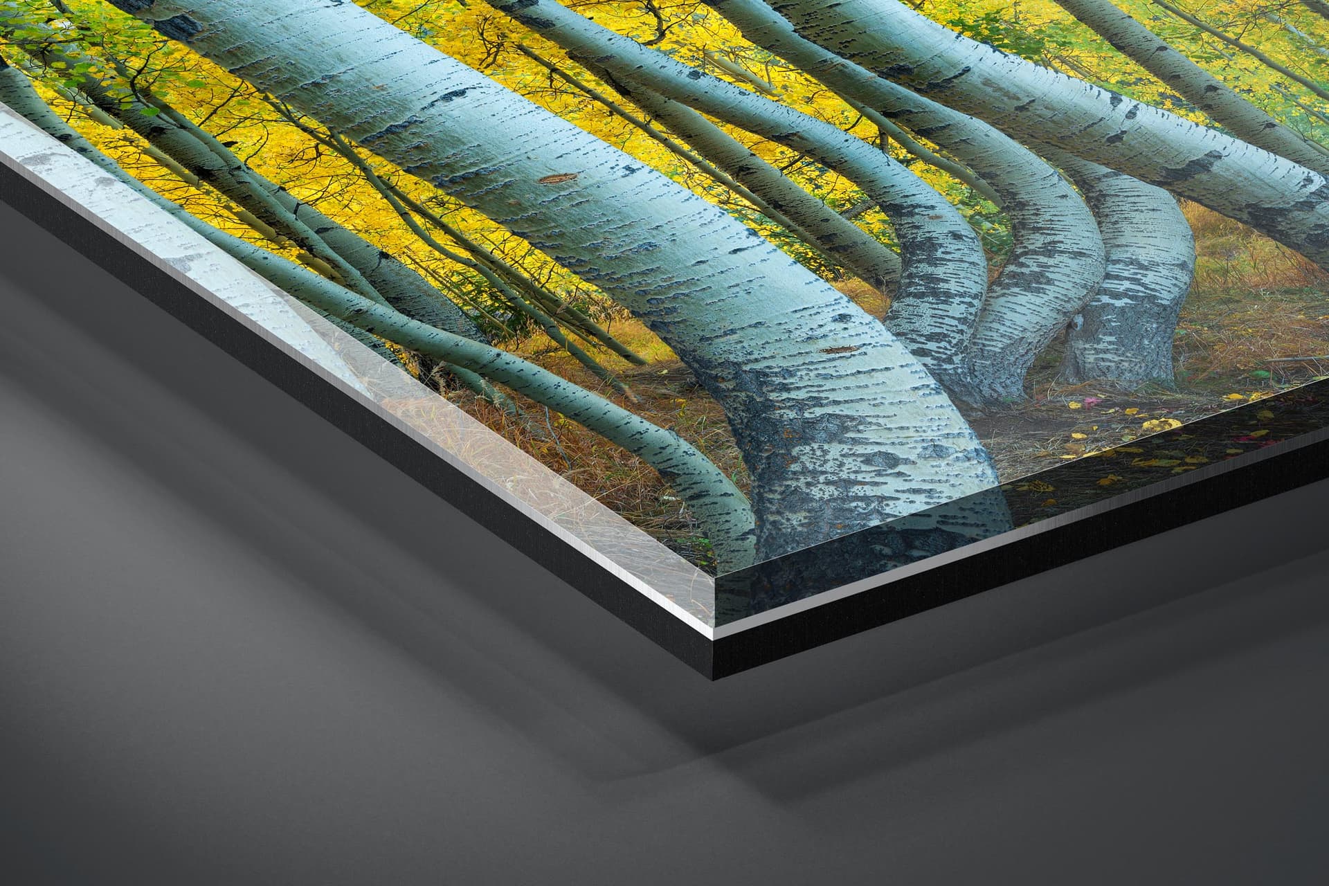 Fine art limited edition acrylic print of Bent Aspens in San Juan Mountains, Colorado by Brent Goldman Photography