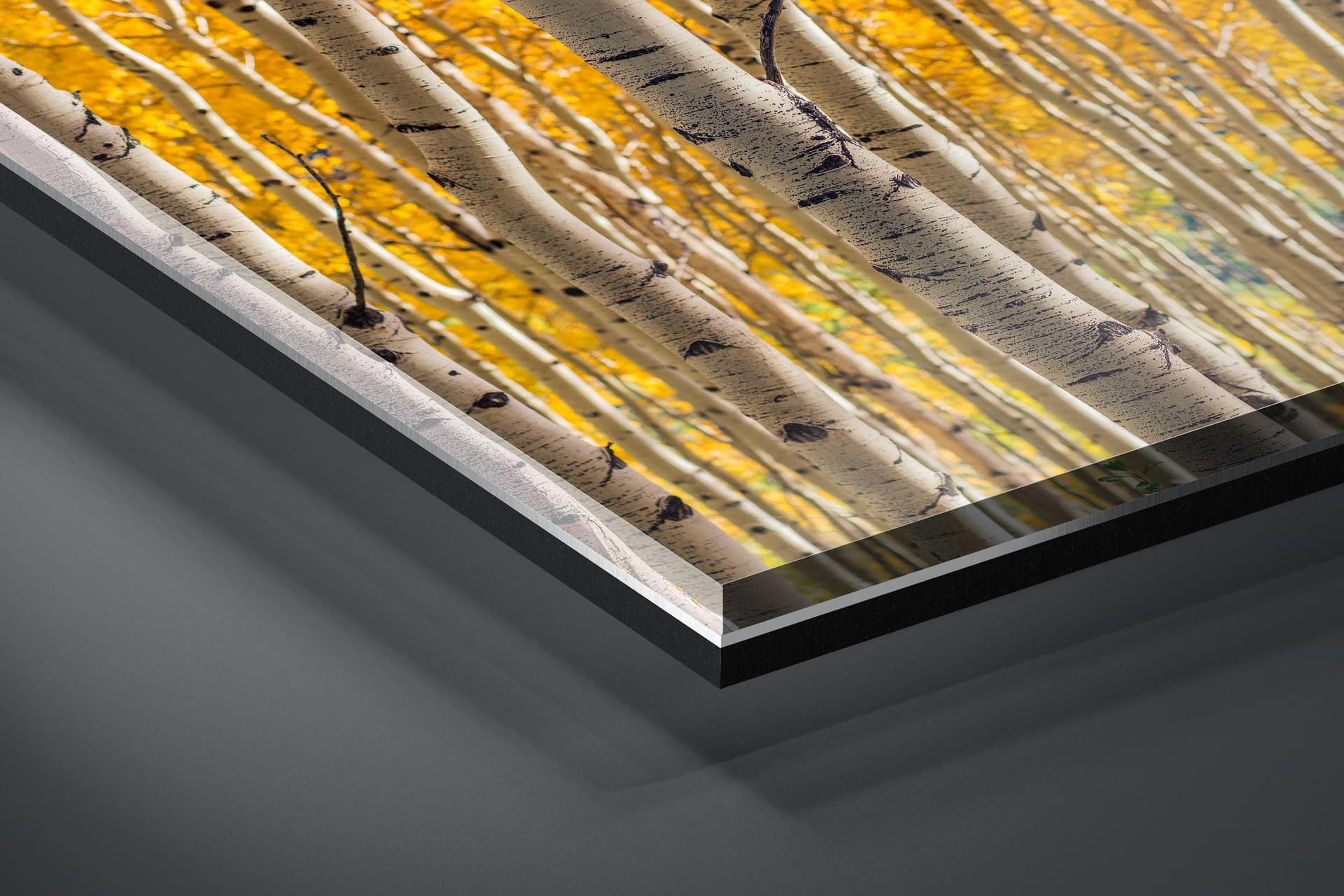 Fine art limited edition acrylic print of Aspen Grove in San Juan Mountains, Colorado by Brent Goldman Photography