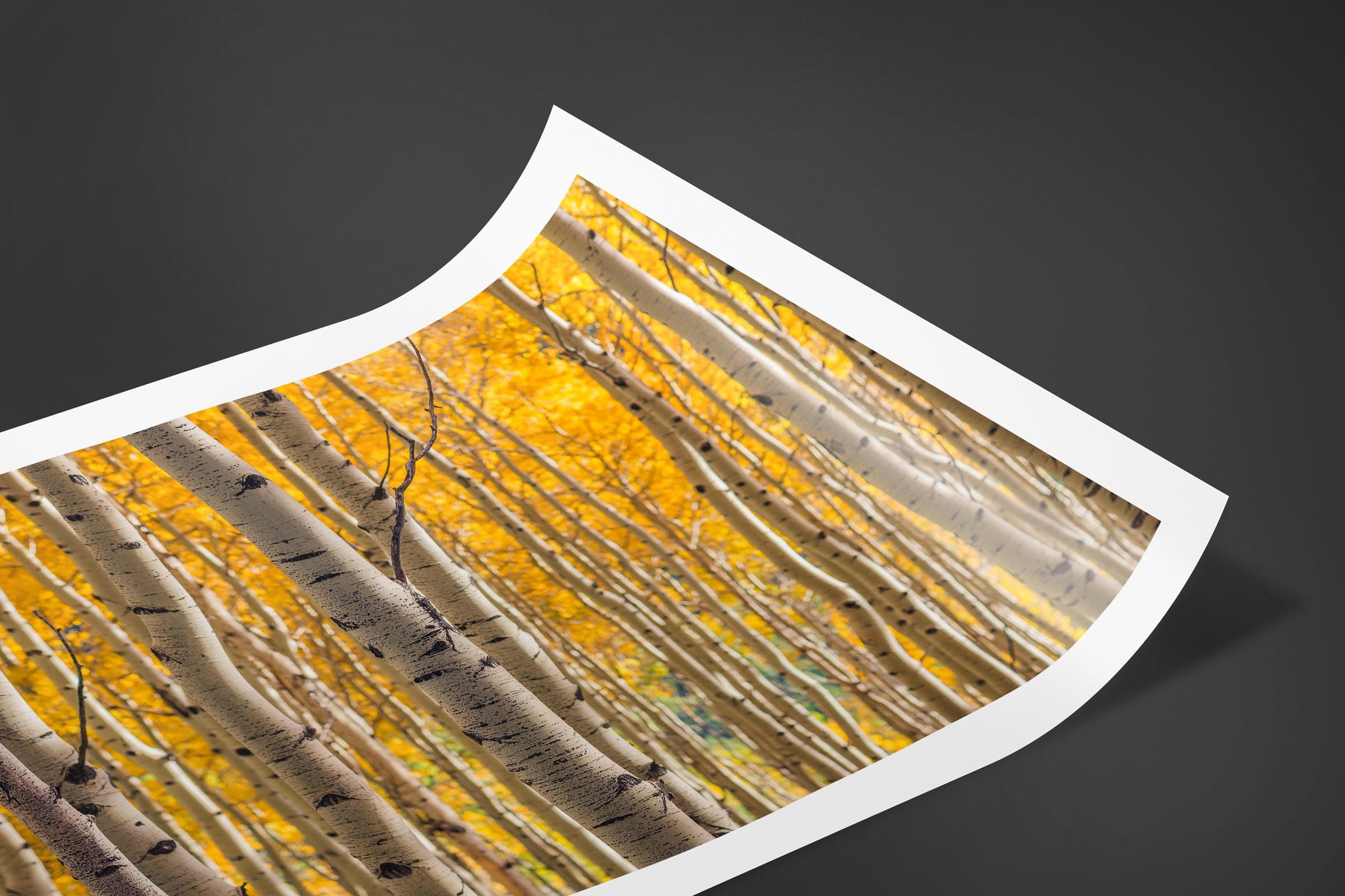 Fine art limited edition print of Aspen Grove in San Juan Mountains, Colorado by Brent Goldman Photography