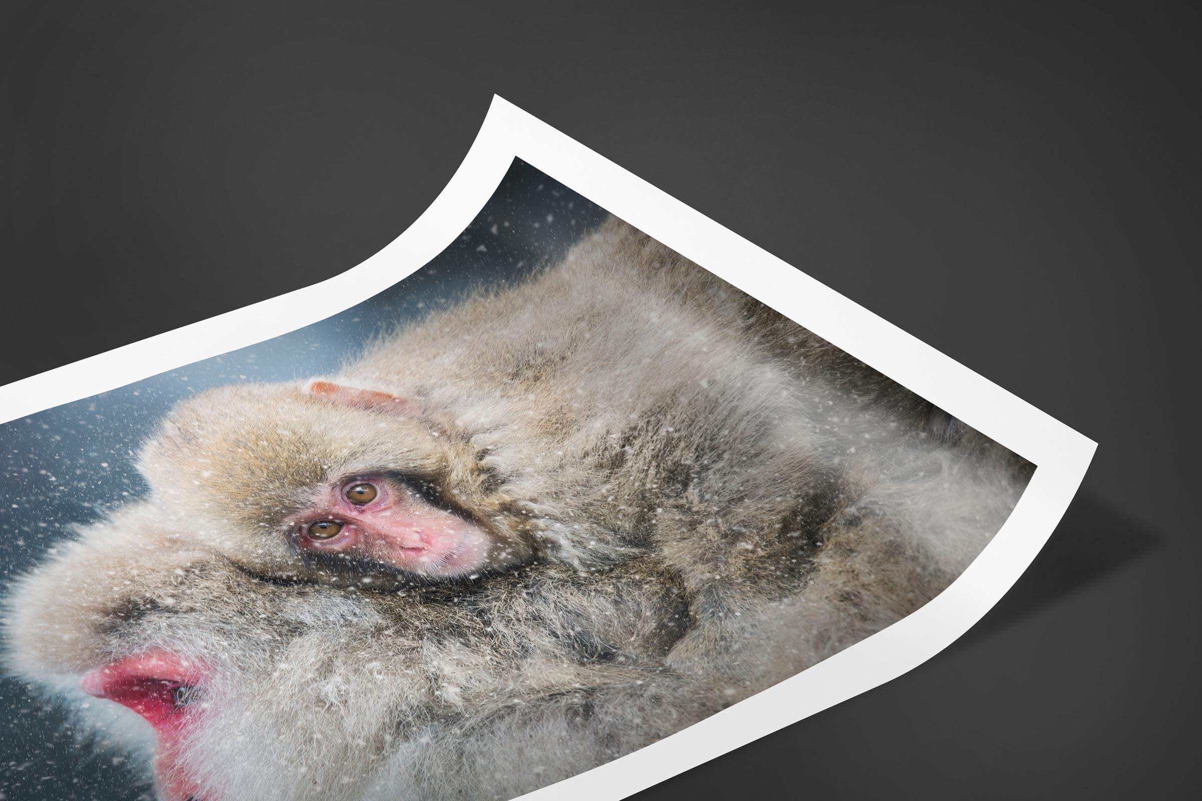 Fine art limited edition print of Snow Monkey in Nagano, Japan by Brent Goldman Photography