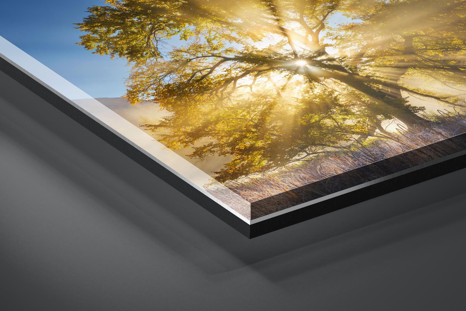 Fine art limited edition acrylic print of Oak Tree in Yosemite, California by Brent Goldman Photography