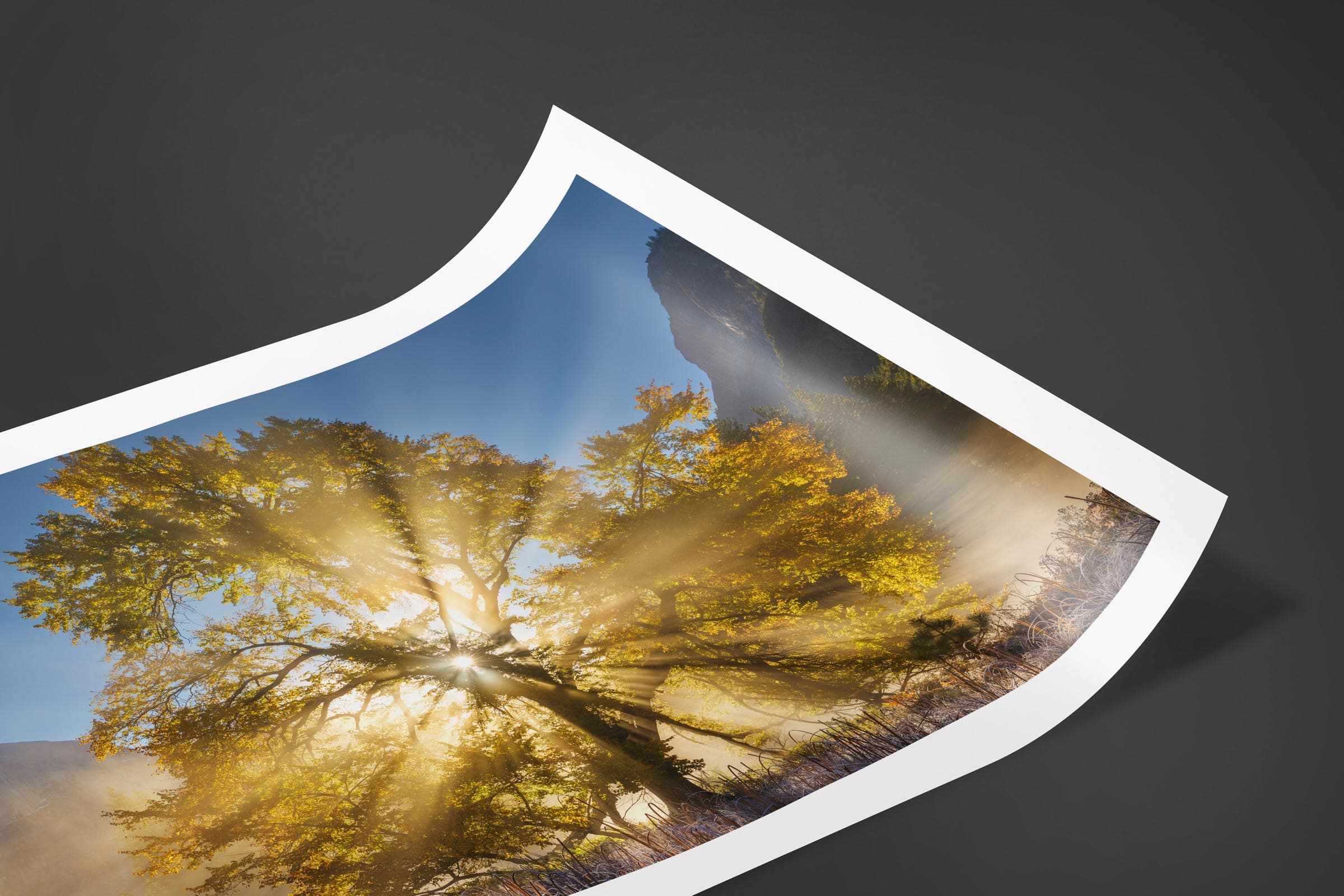 Fine art limited edition print of Oak Tree in Yosemite, California by Brent Goldman Photography