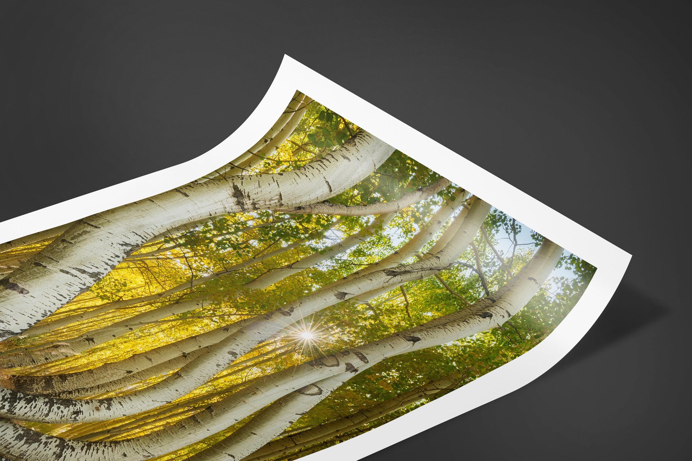 Fine art limited edition print of Bent Aspens in San Juan Mountains, Colorado by Brent Goldman Photography